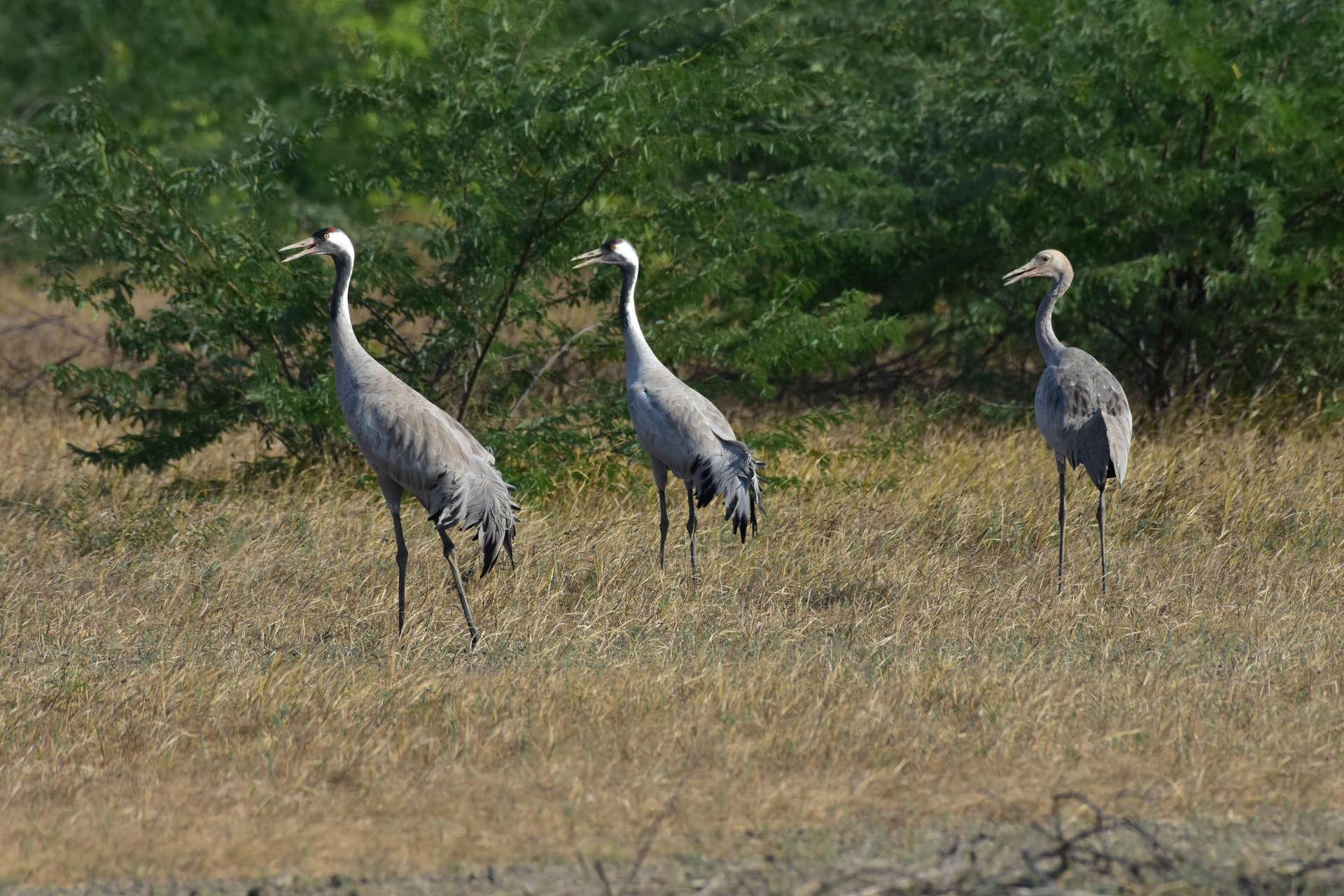 Grulla común