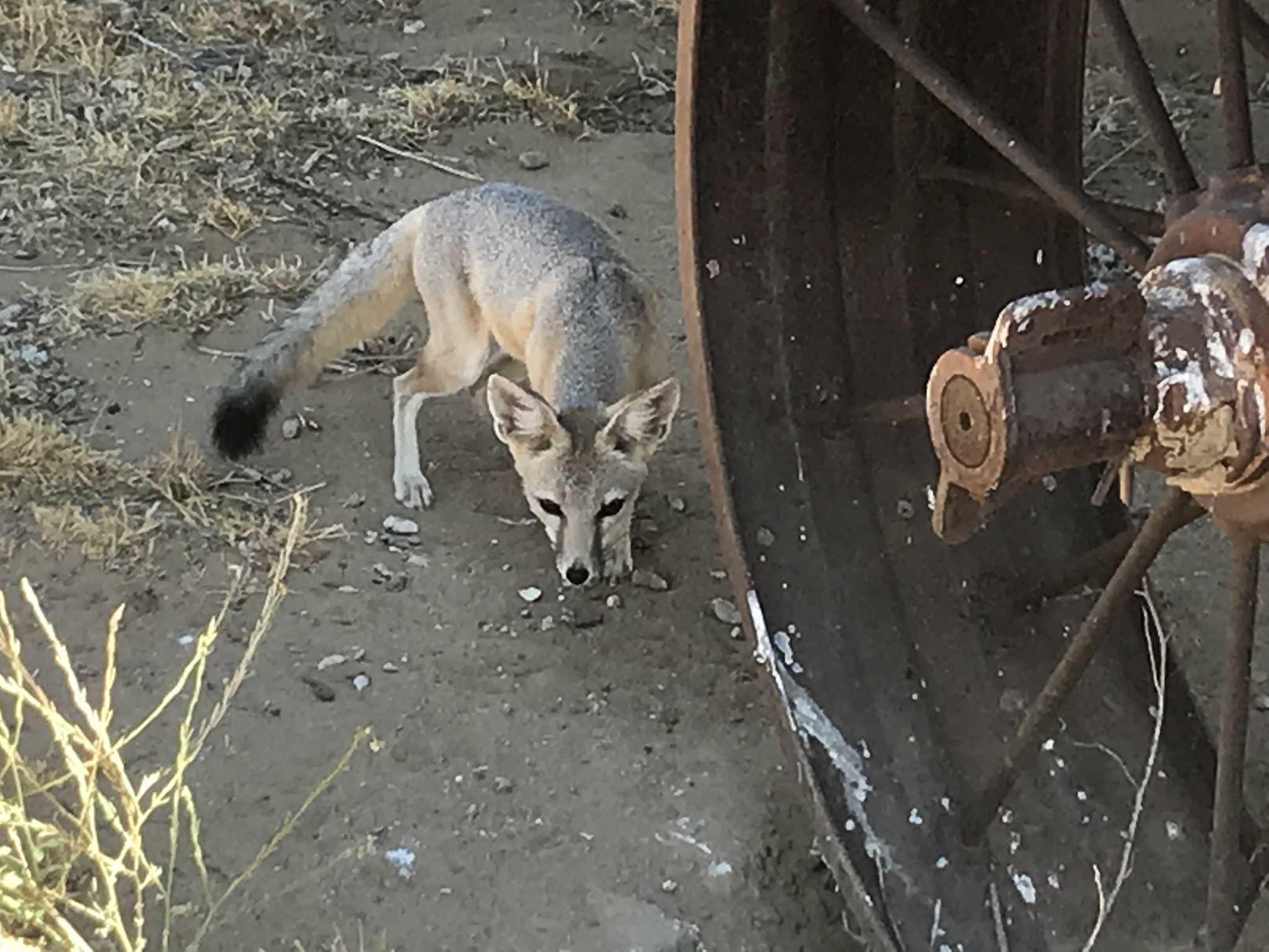 Kit Fox