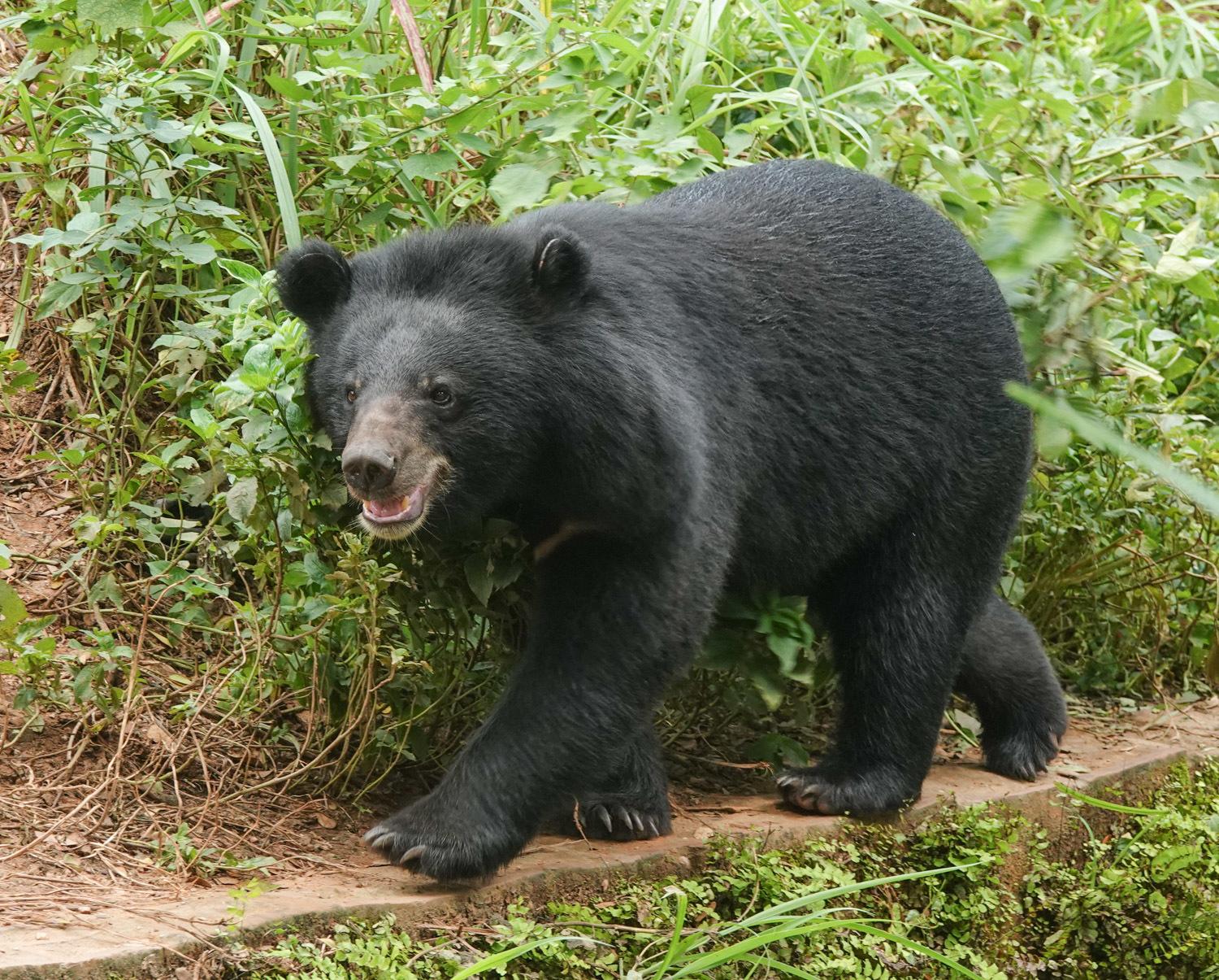 Oso de Collar