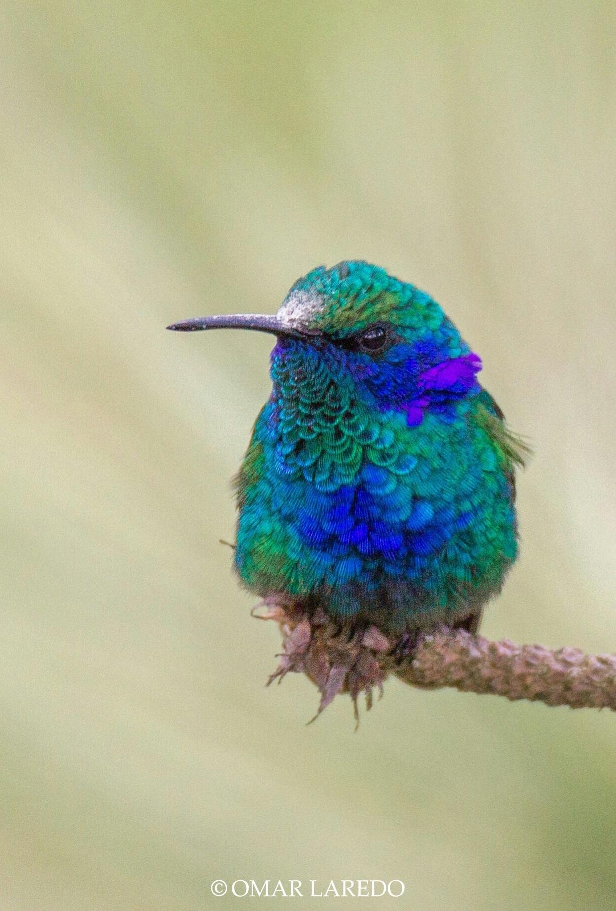 Colibríes