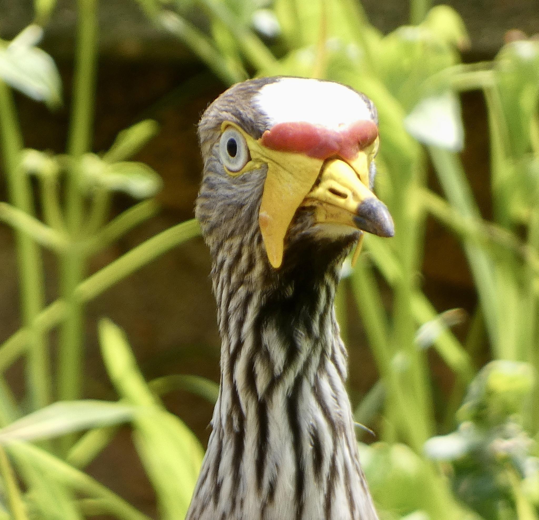 Avefría senegalesa