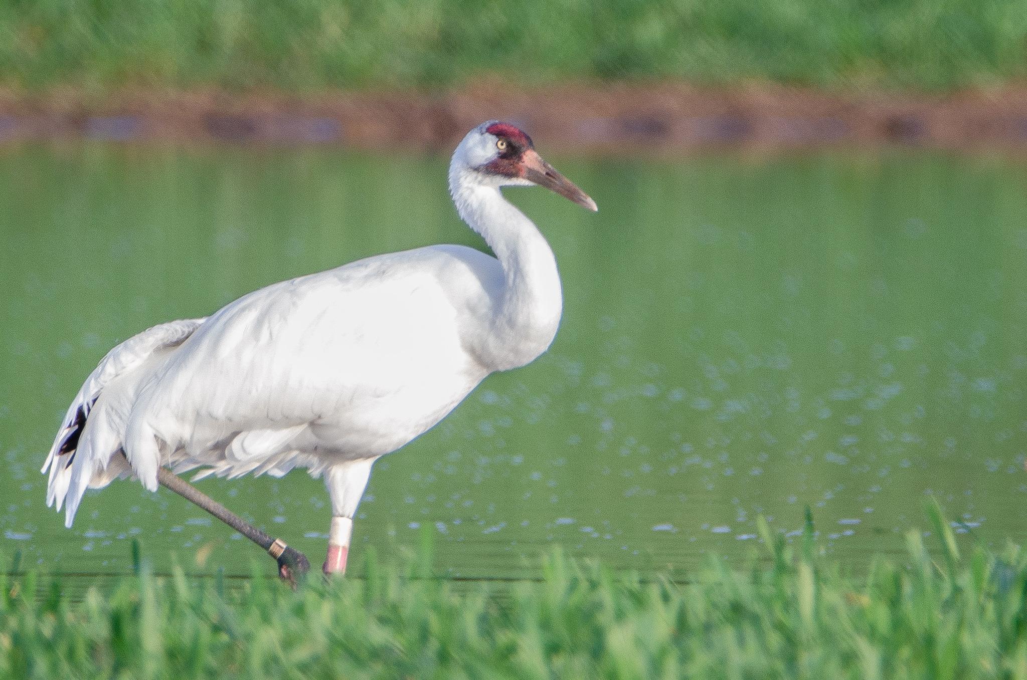 Grulla blanca