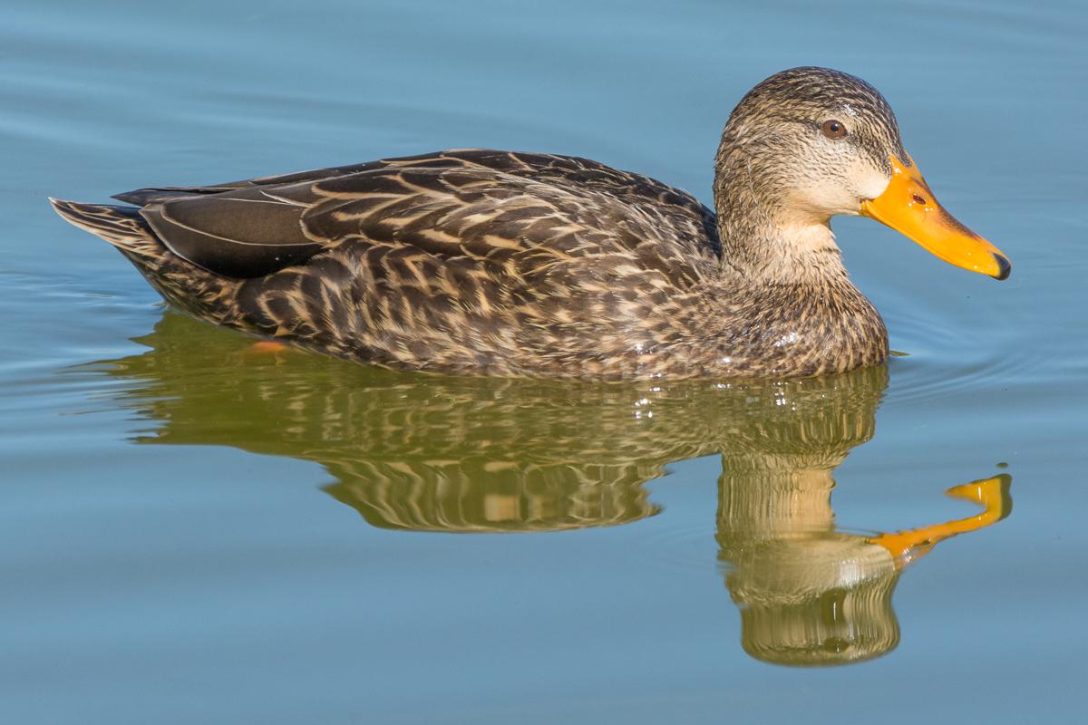 Mexican Duck