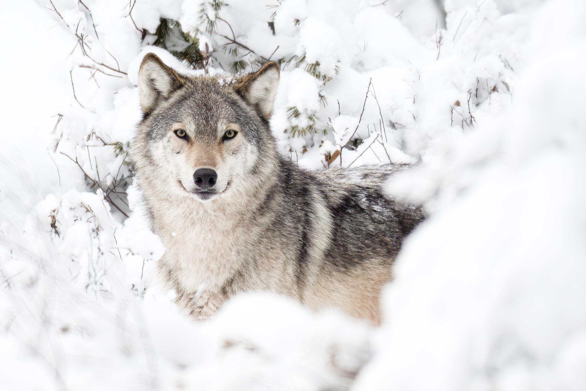 Perros, lobos, chacales y zorros