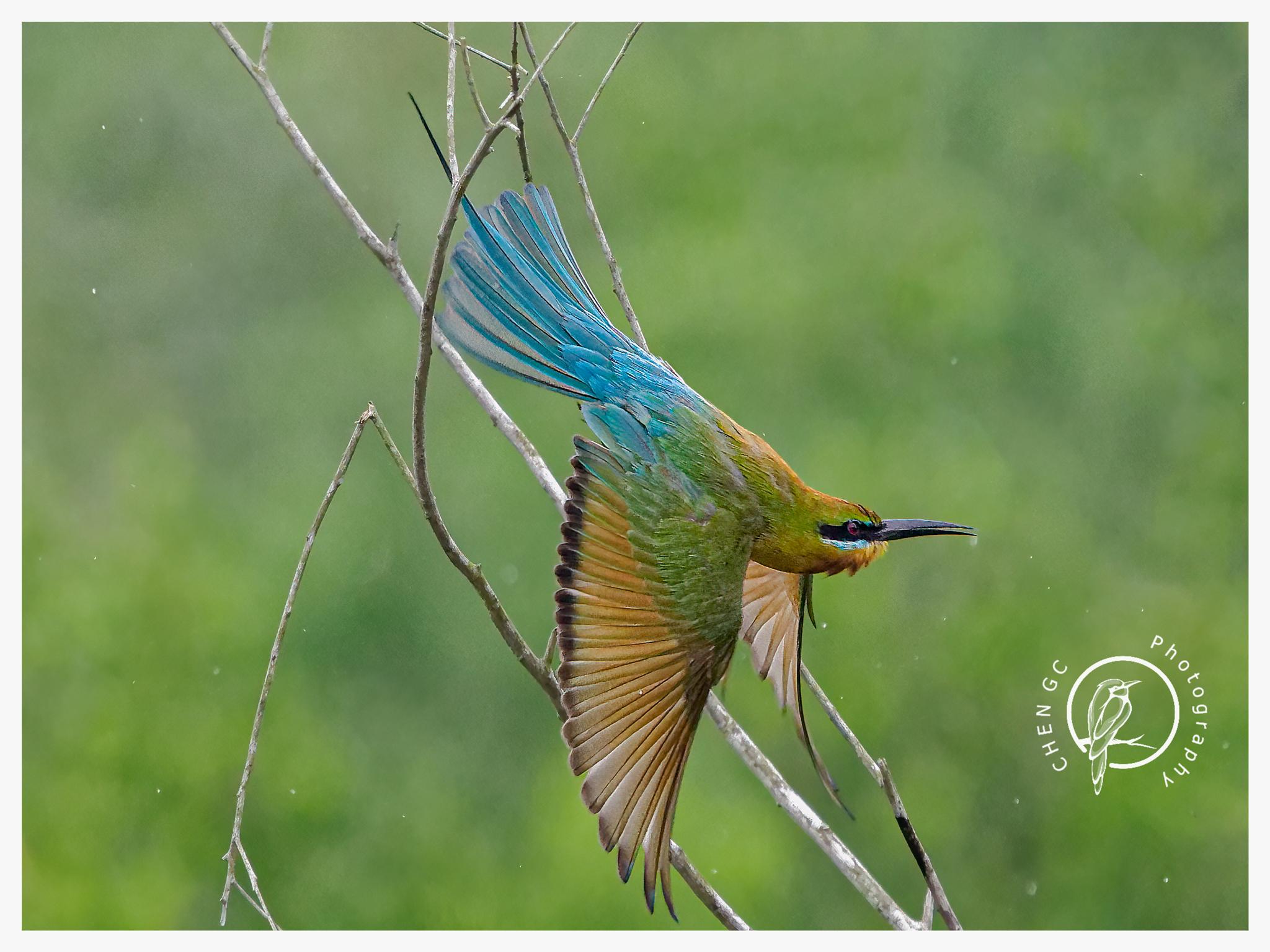 abejaruco coliazul