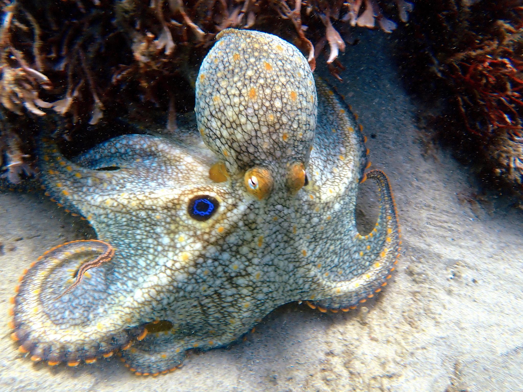 Pulpo de dos manchas californiano