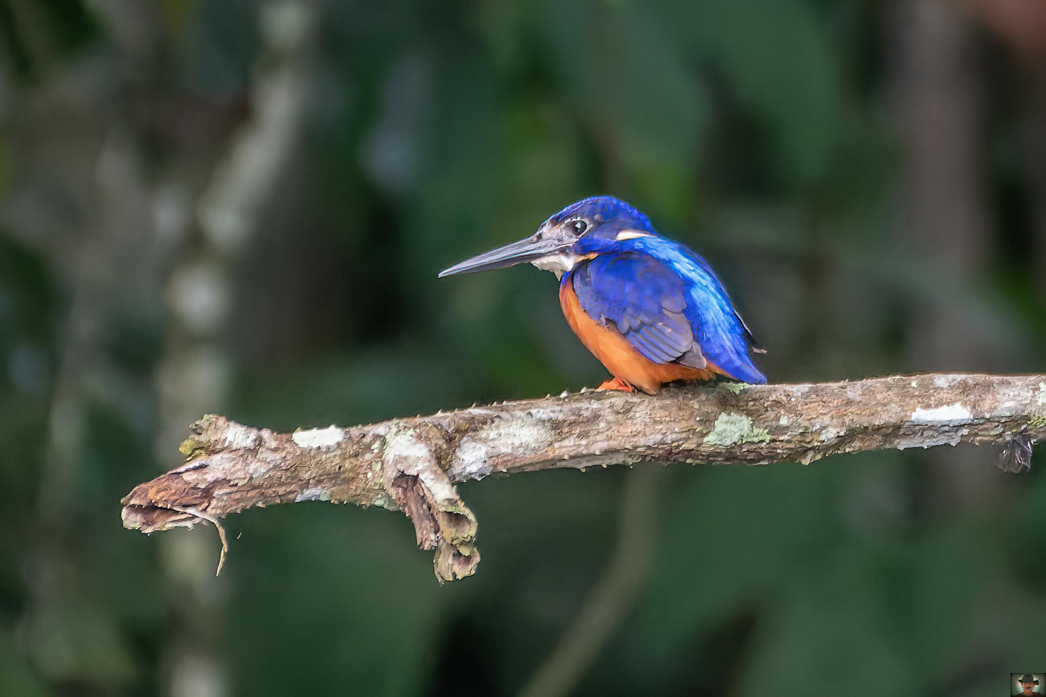 Martín Pescador Azul Brillante