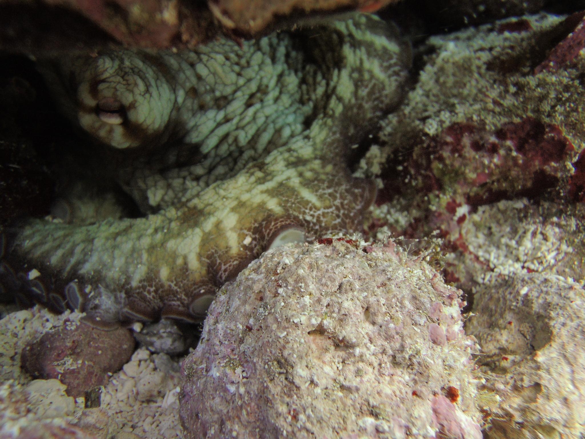 Brazilian Reef Octopus