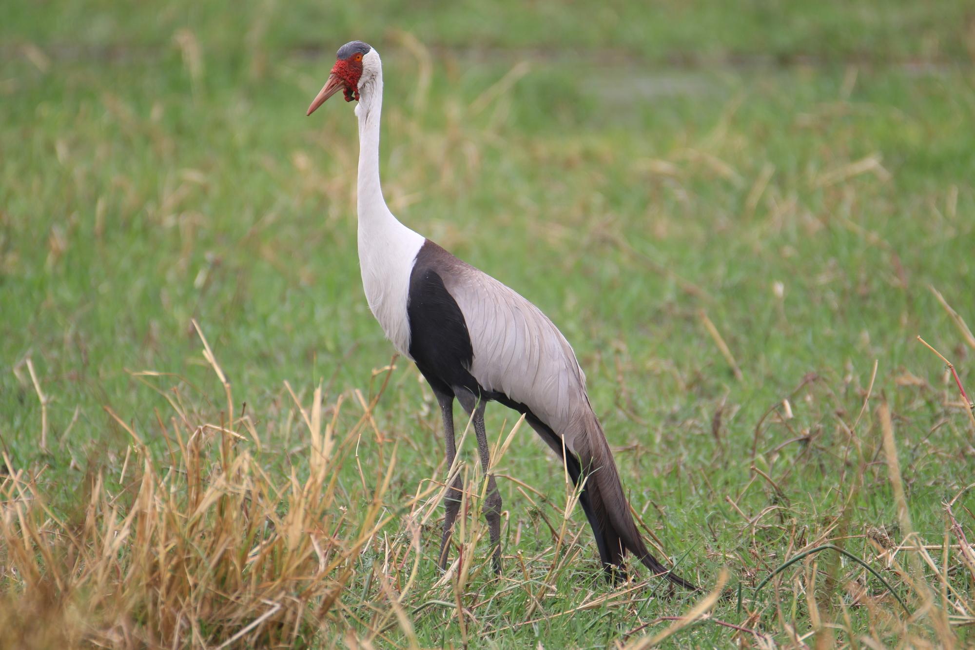 Grulla Carunculada