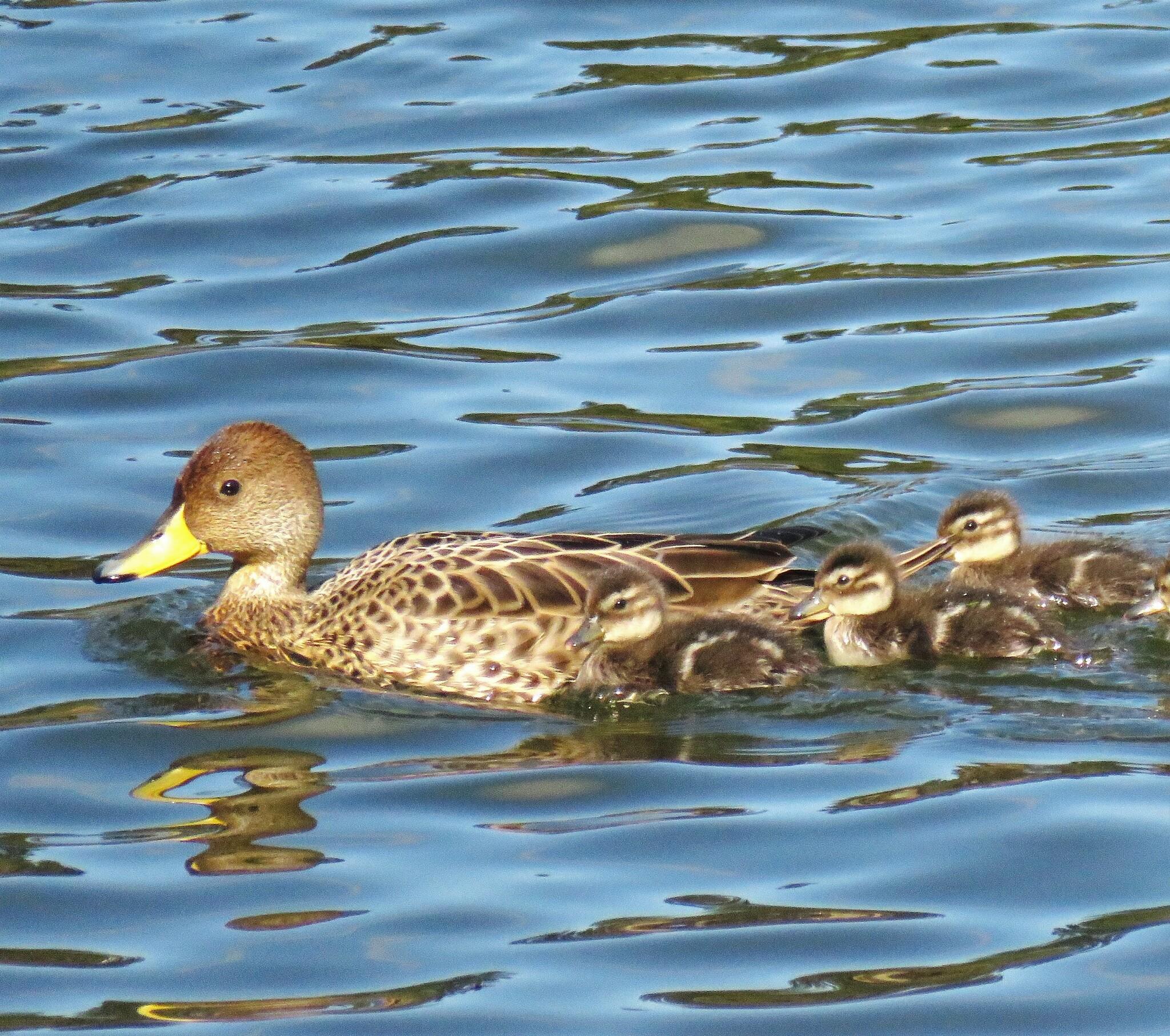 Pato maicero