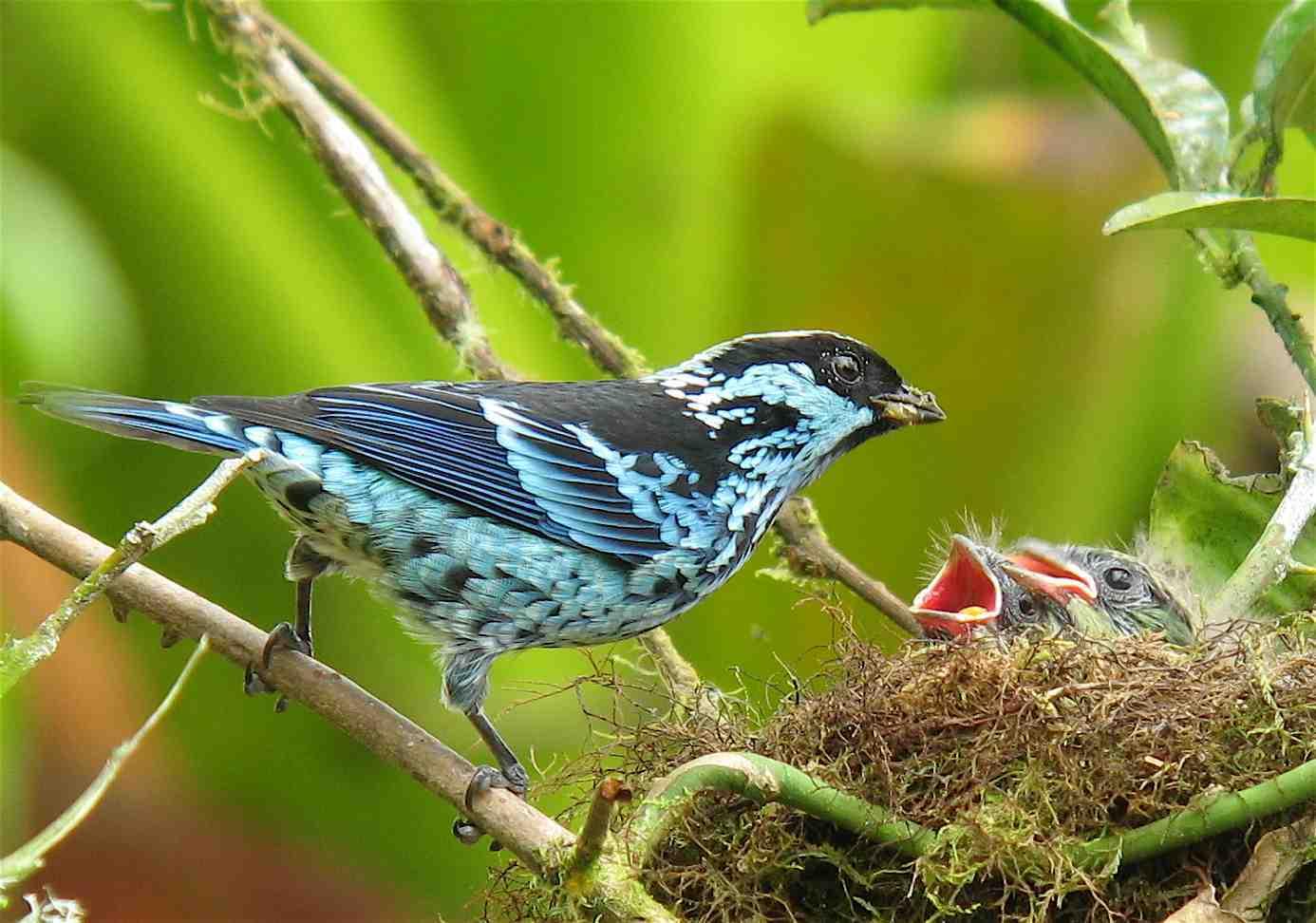 Beryl-spangled Tanager