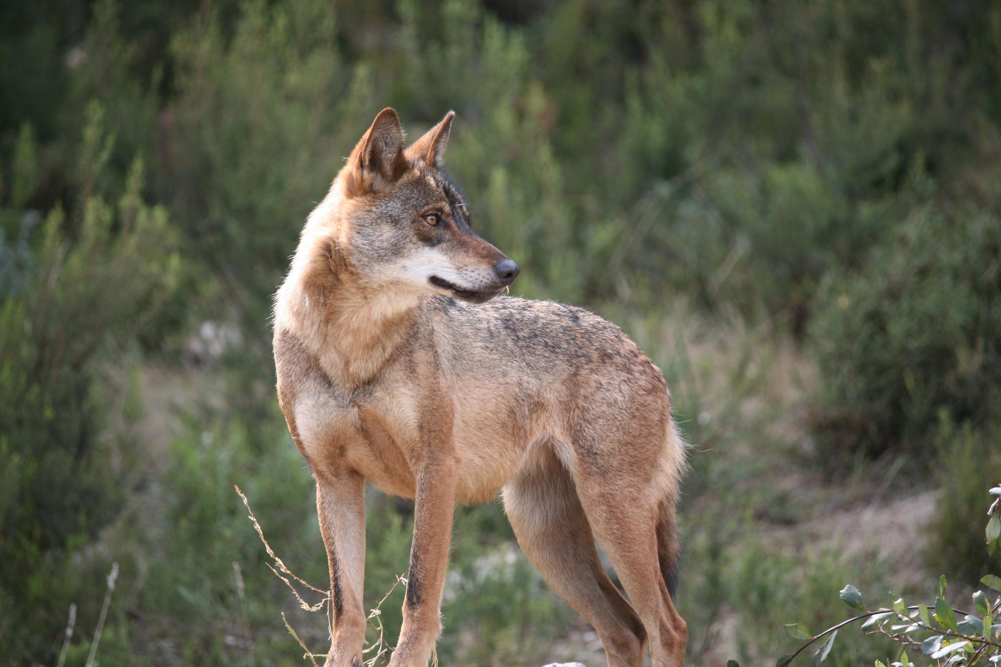 Iberian Wolf