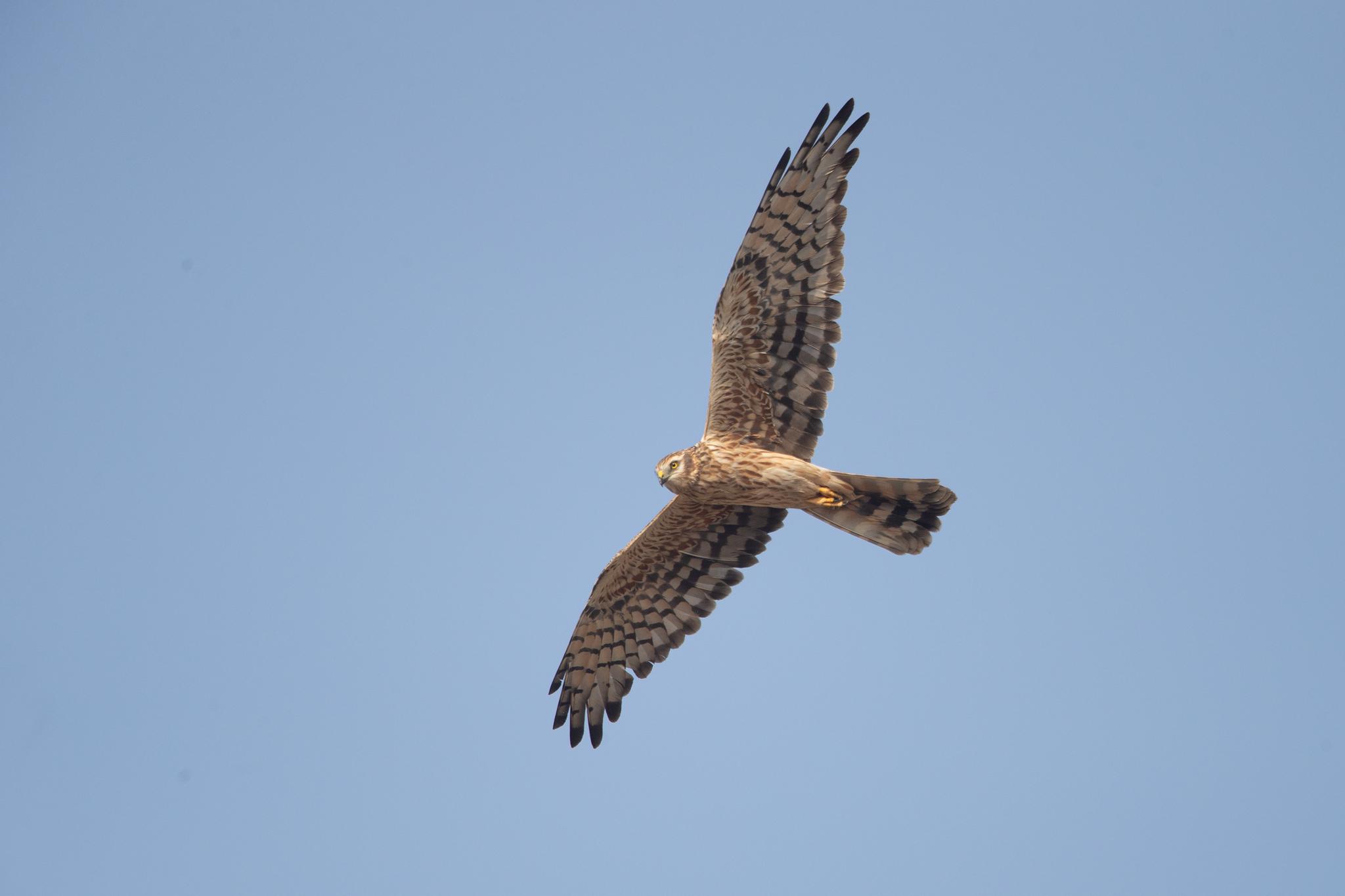 Aguilucho cenizo