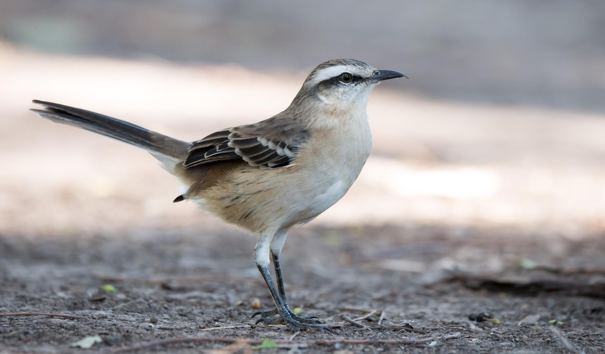 Chalk-browed Mockingbird