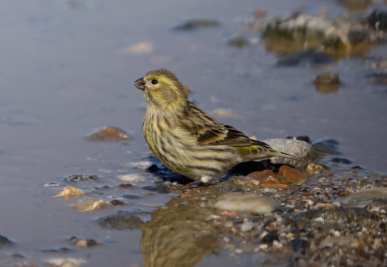 European Serin