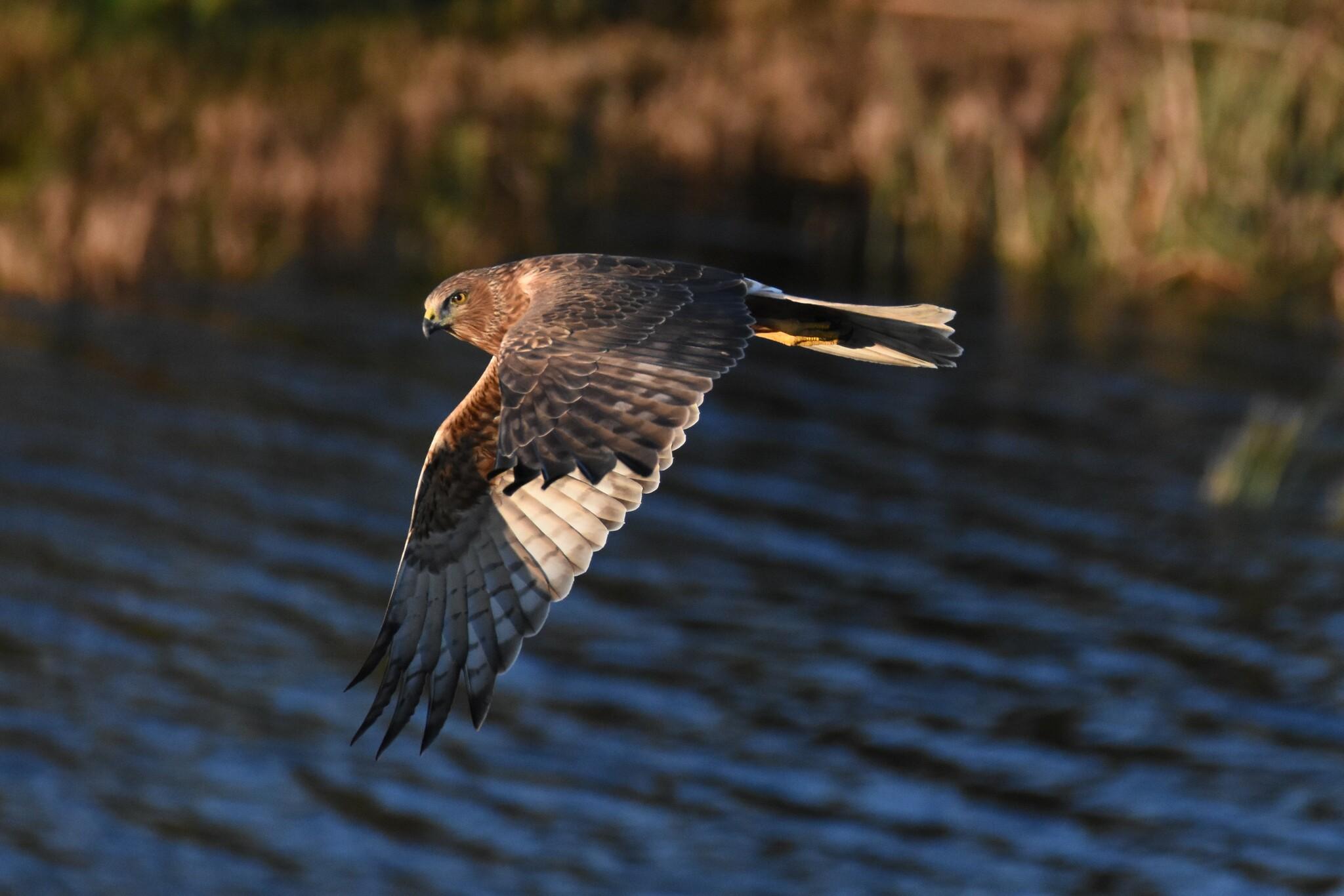 Aguilucho lagunero del Pacífico
