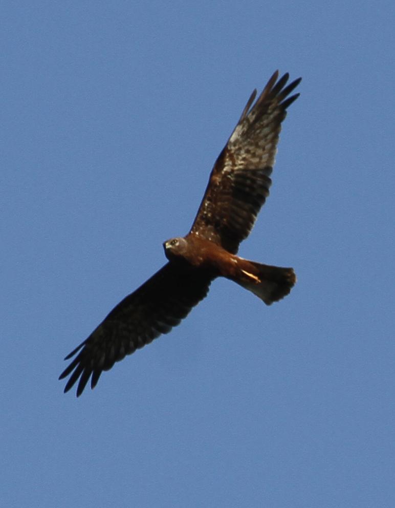 Aguilucho pío