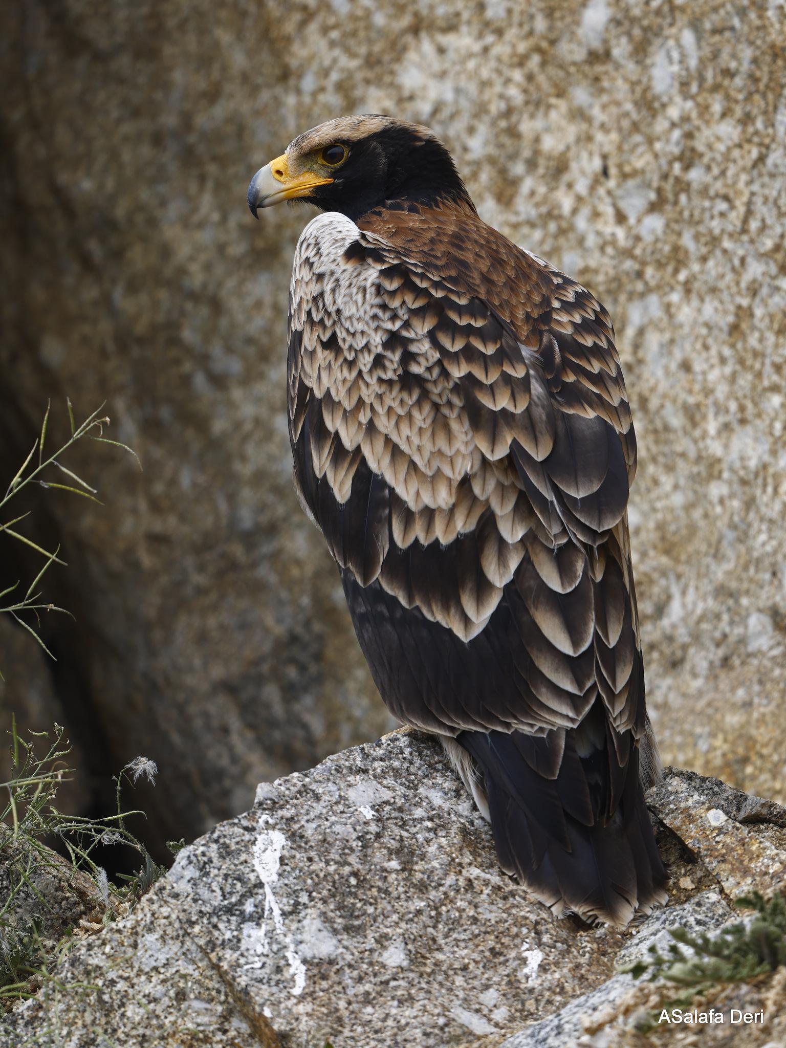 Águila cafre