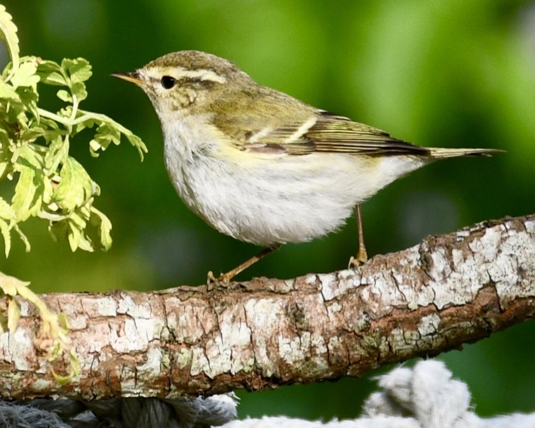 Mosquitero Cejas Amarillas