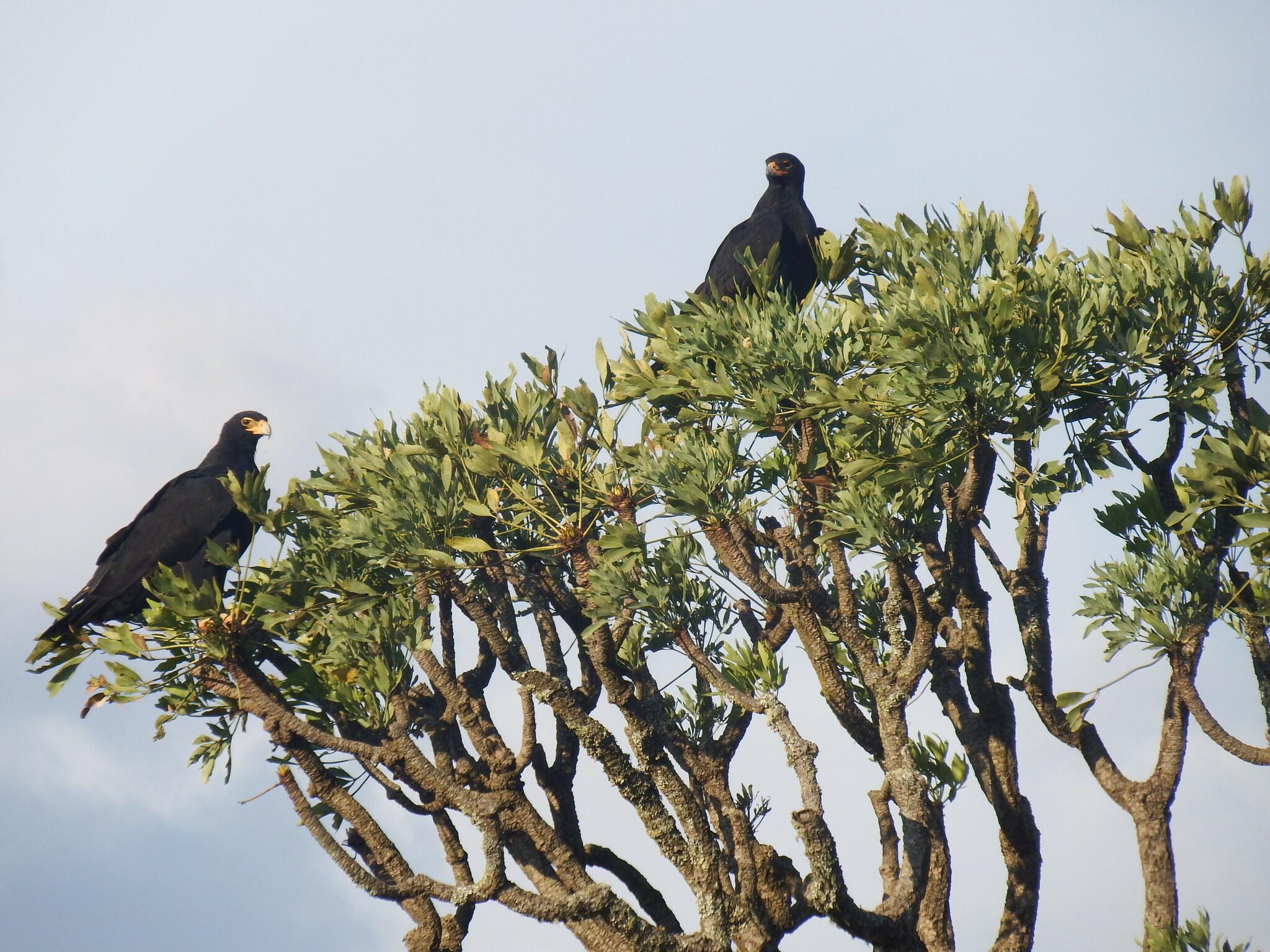 Águila cafre