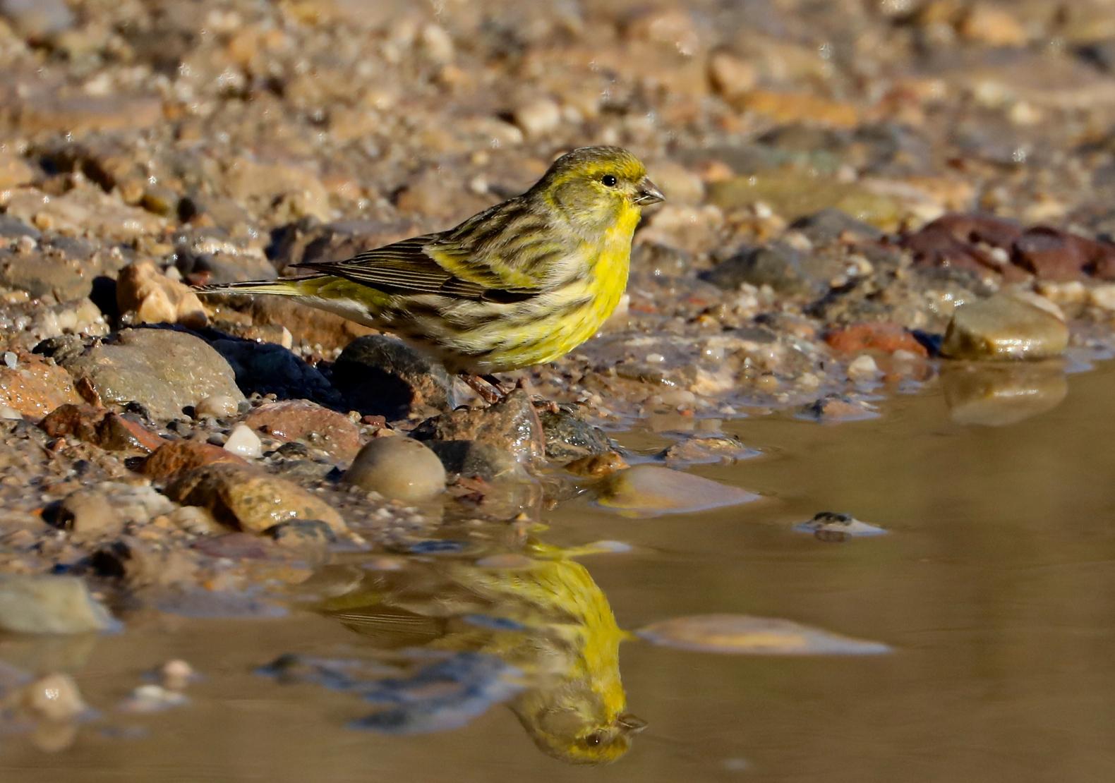 European Serin