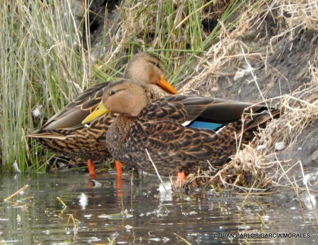 Mexican Duck