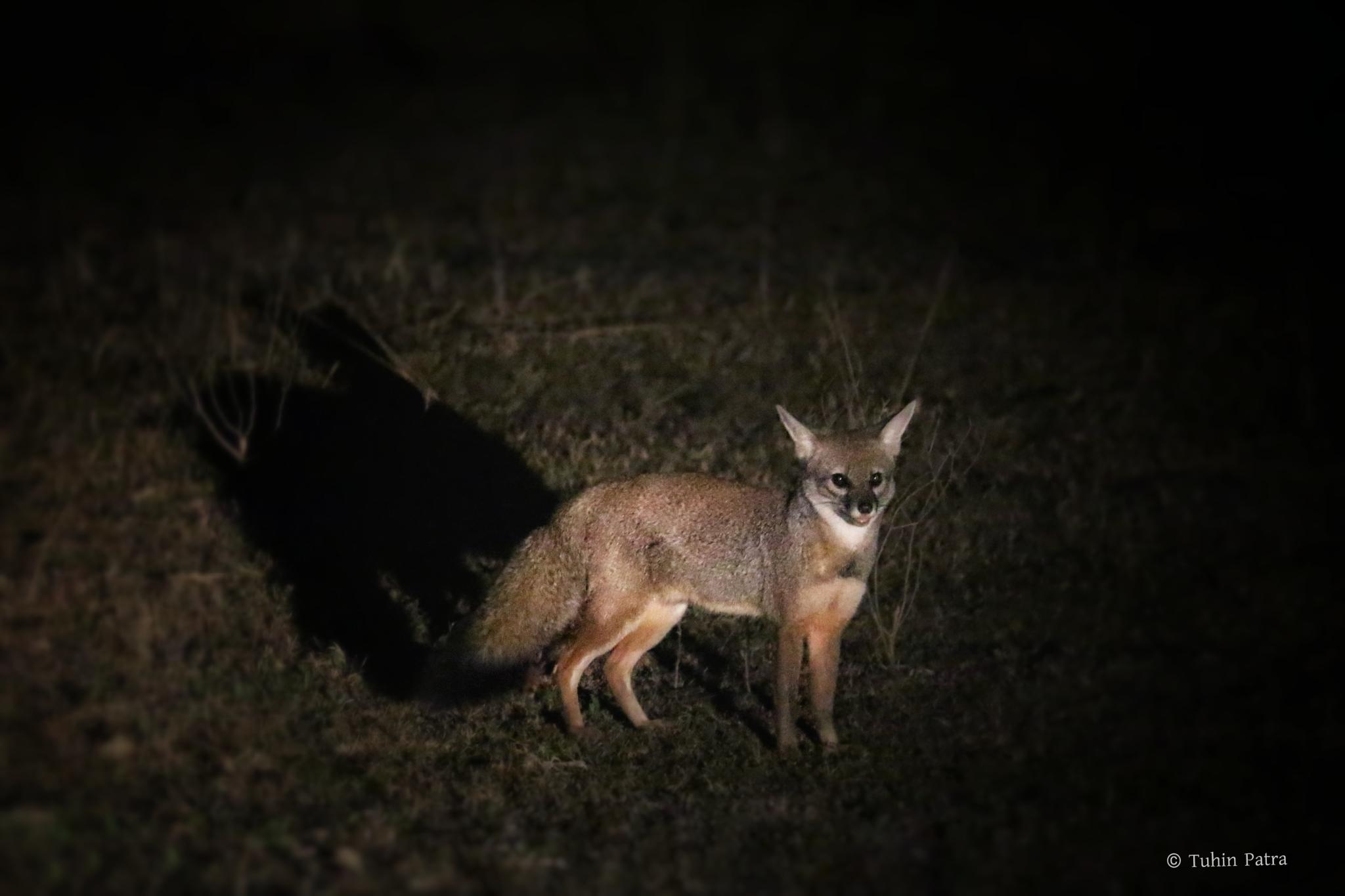 Indian Fox