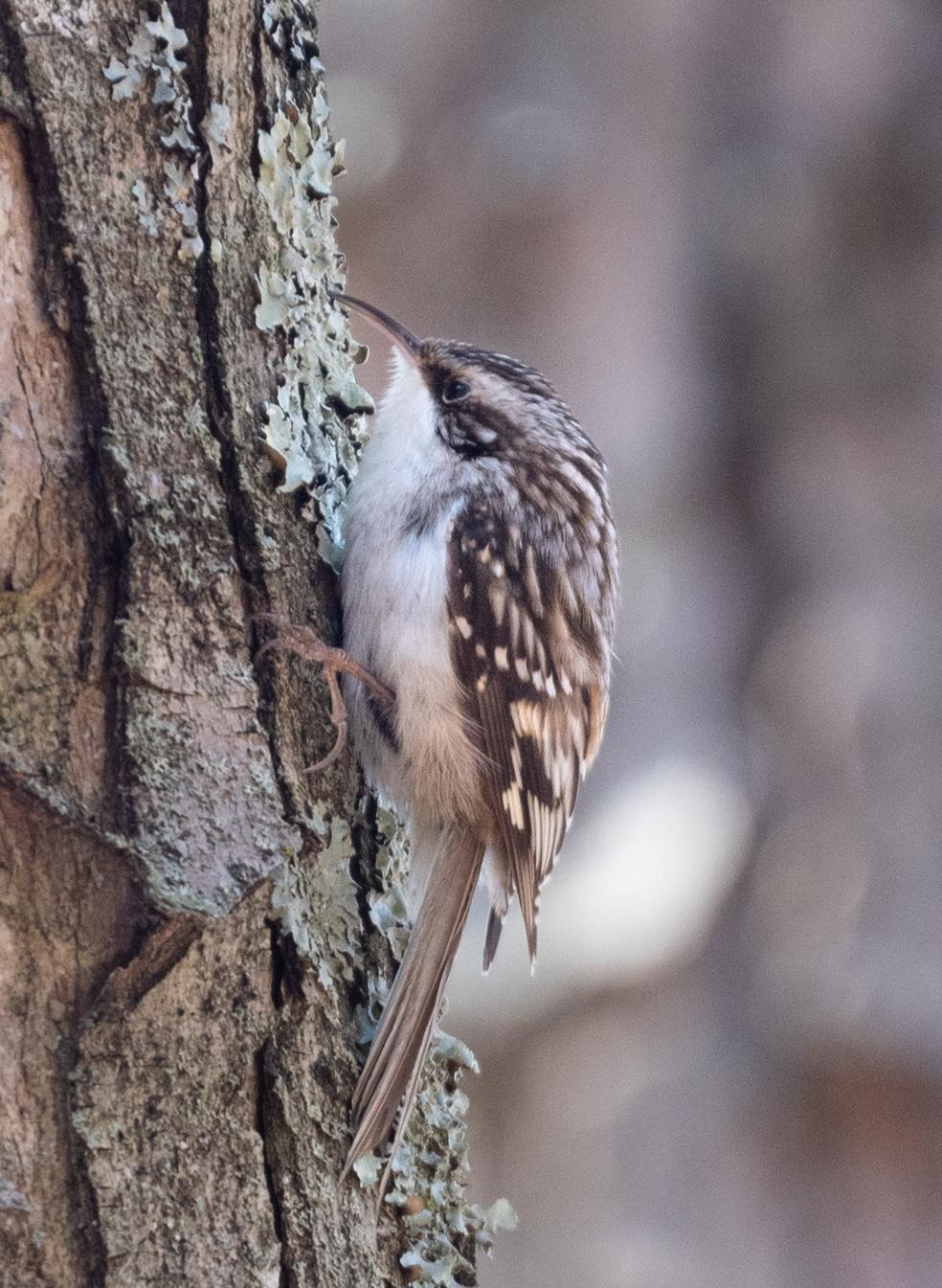 Brown Creeper