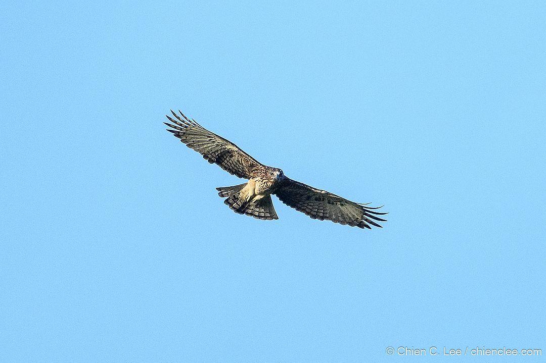 Águila papú