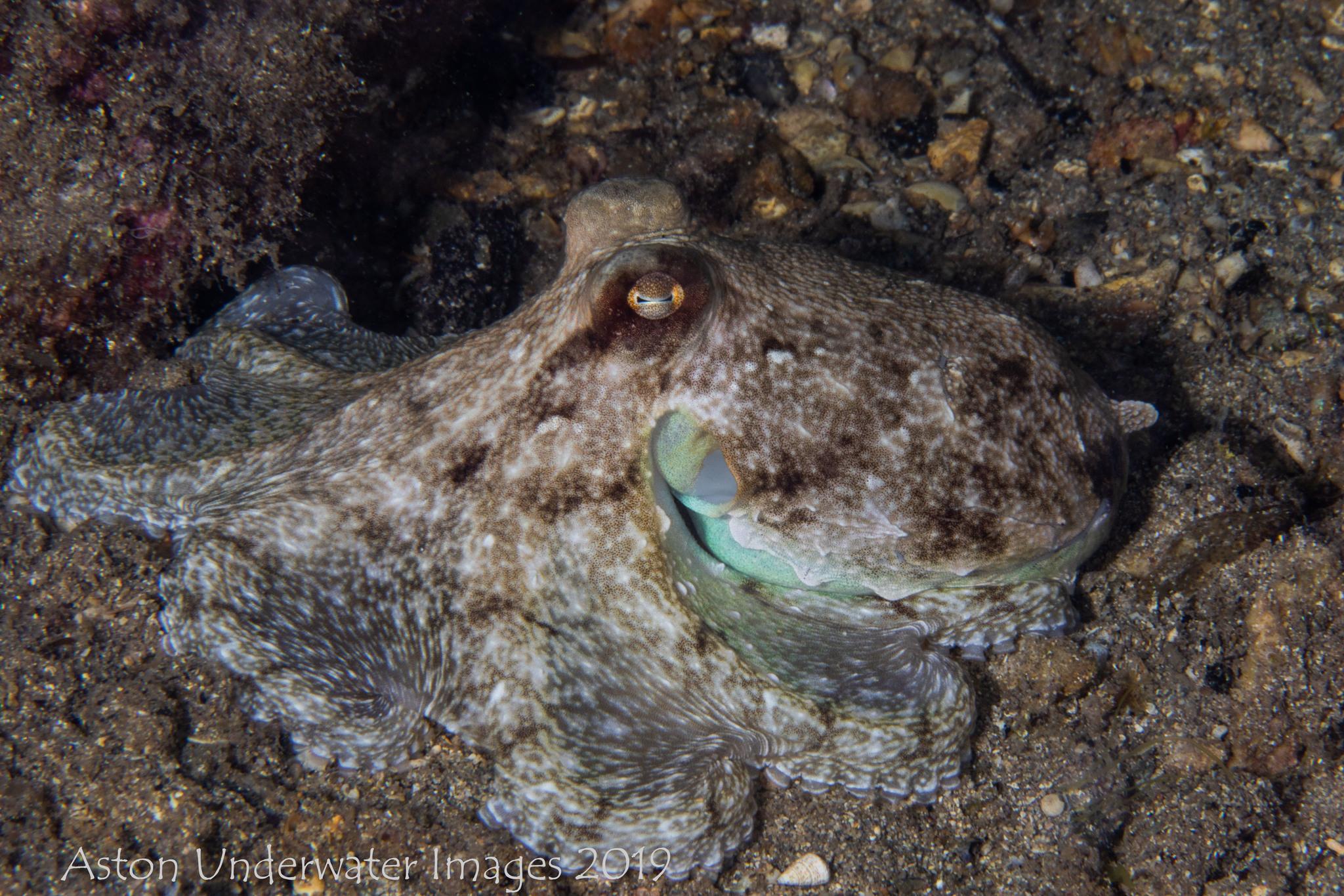 Southern Keeled Octopus