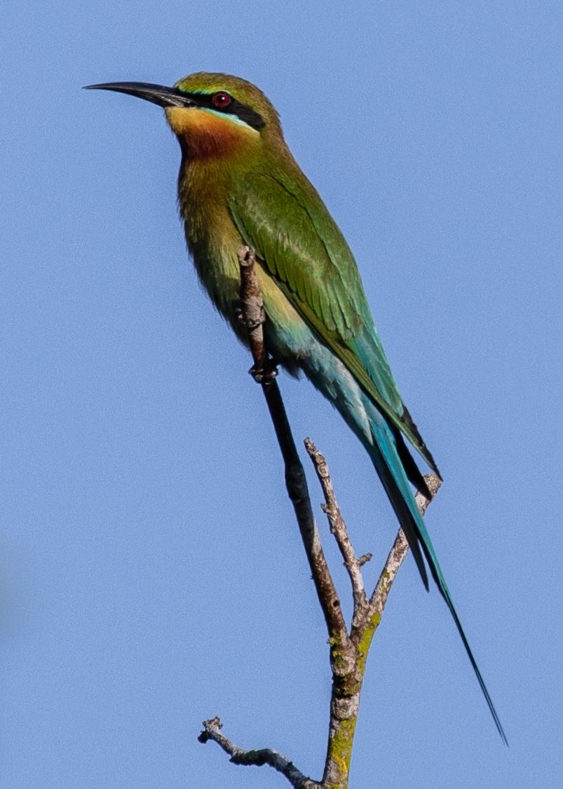 abejaruco coliazul