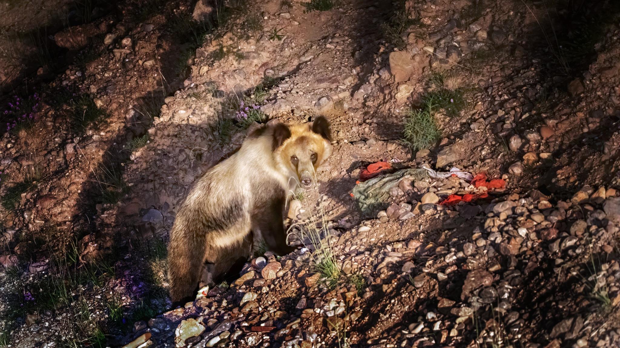 Oso Pardo