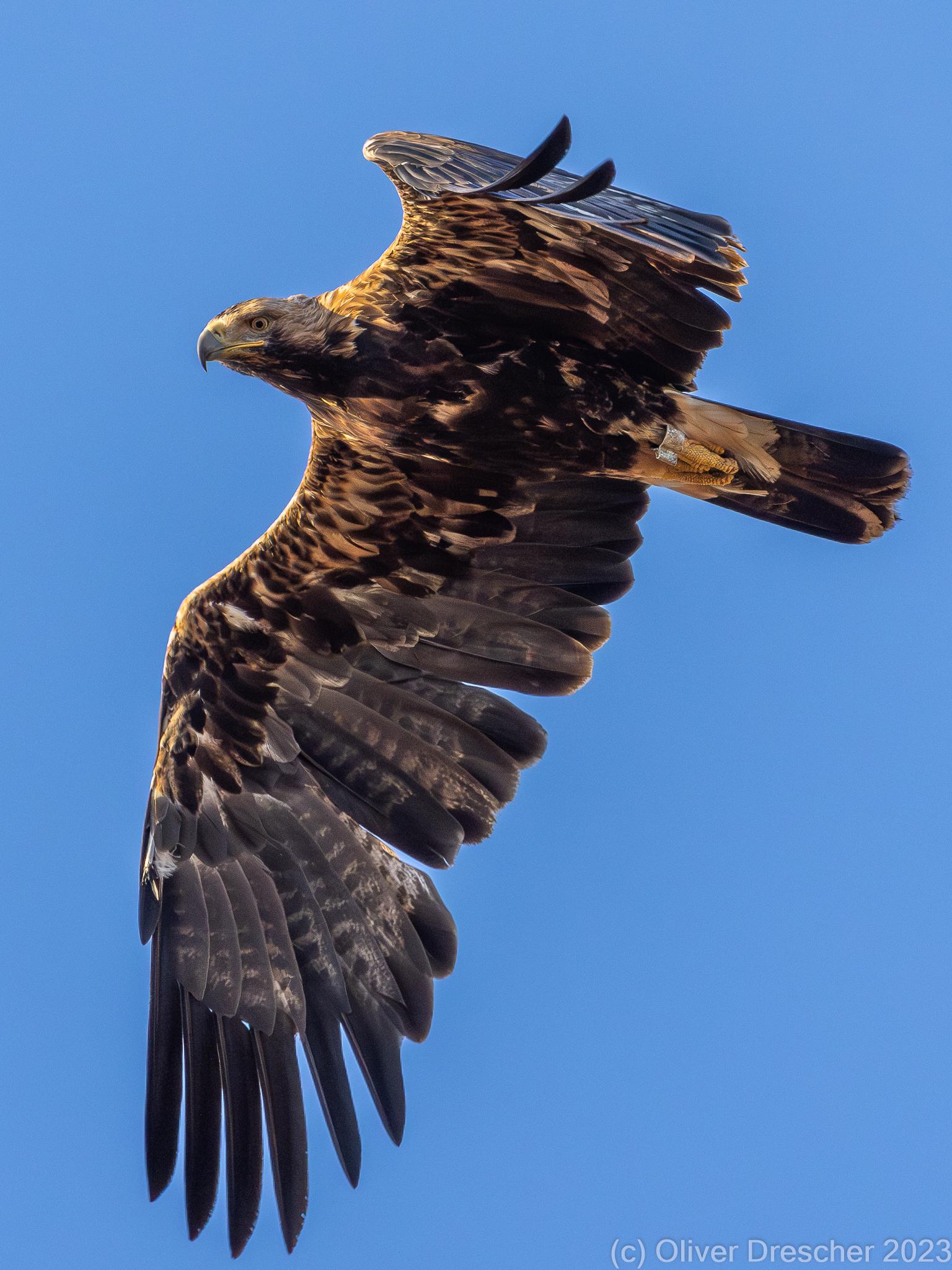 águila imperial oriental
