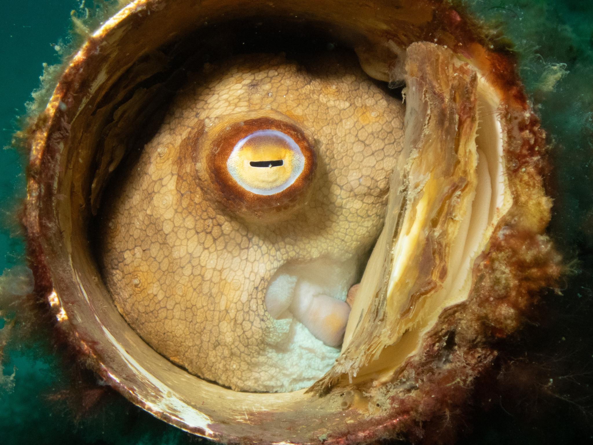 Pulpo pálido