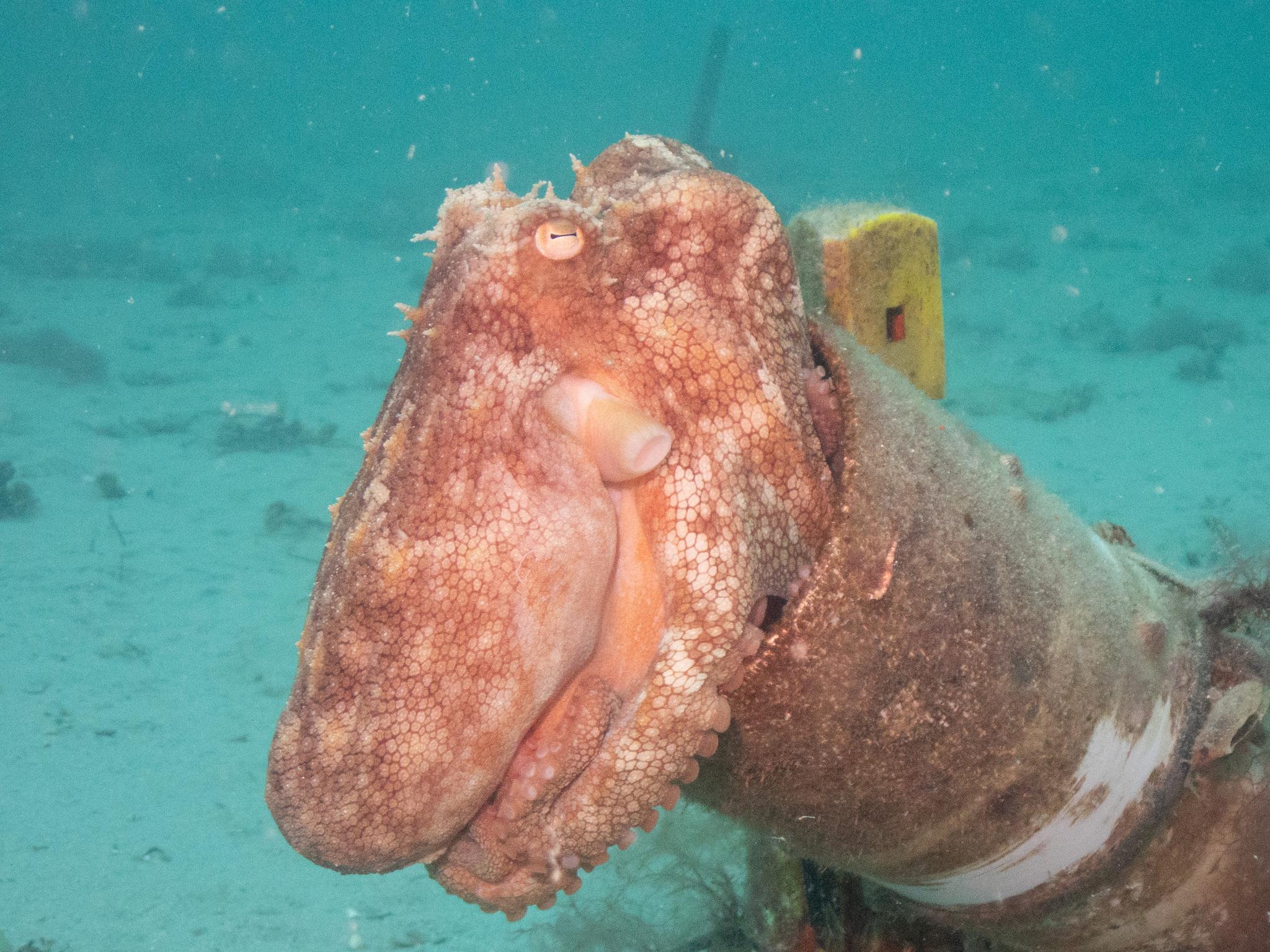 Pulpo pálido
