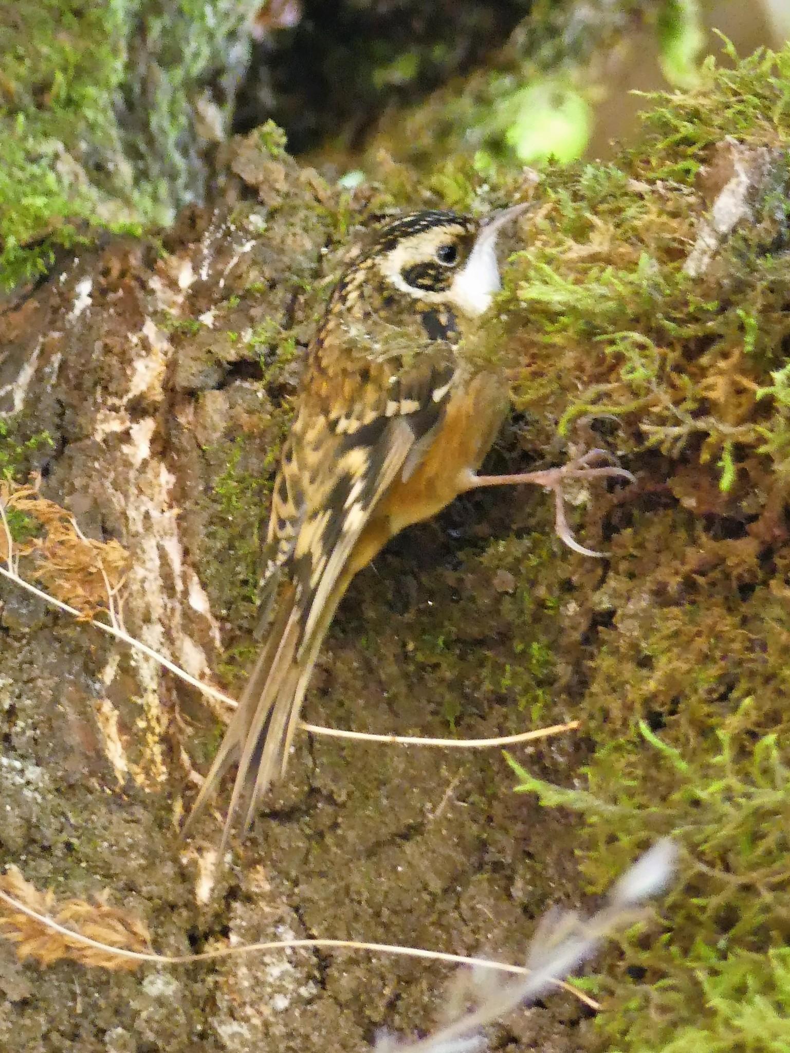 Rusty-flanked Treecreeper