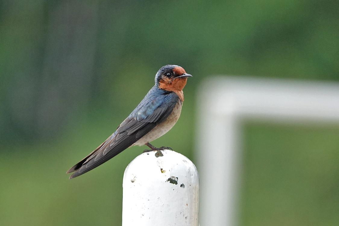 Golondrina del Pacífico