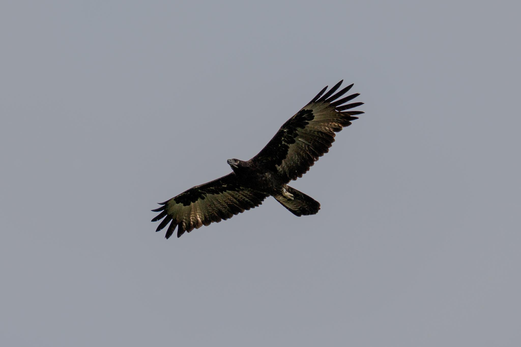 Gurney's Eagle