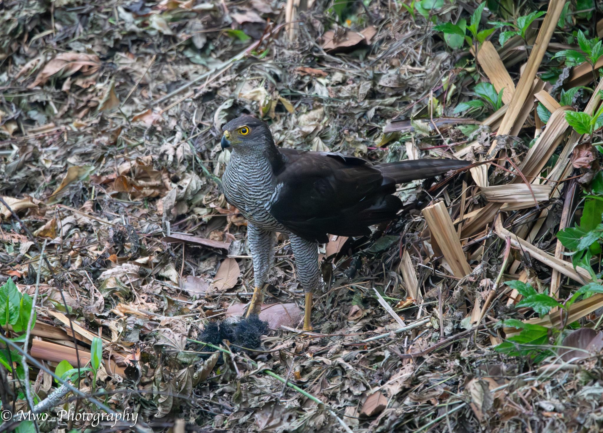 Azor malgache