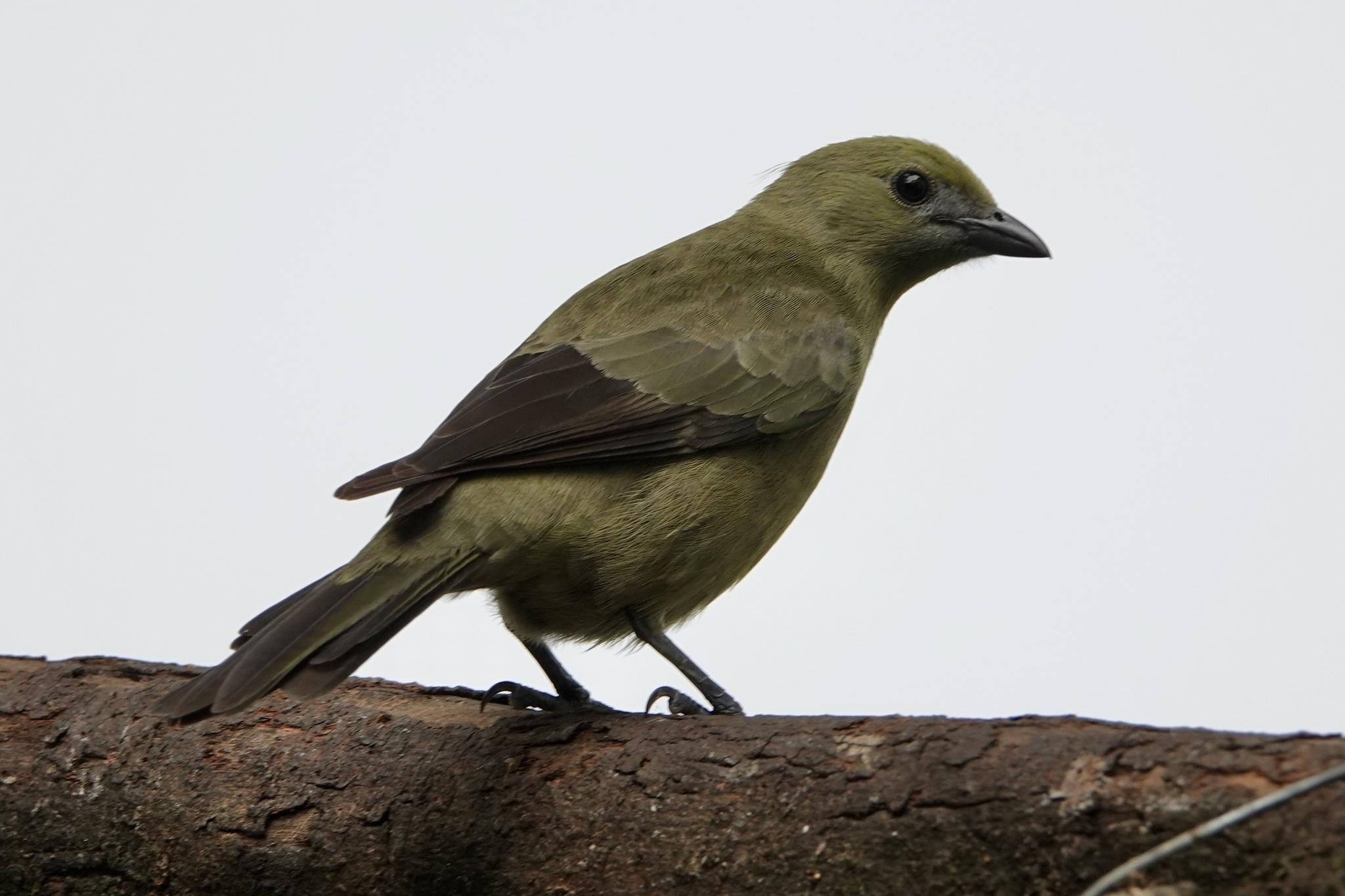 Palm Tanager