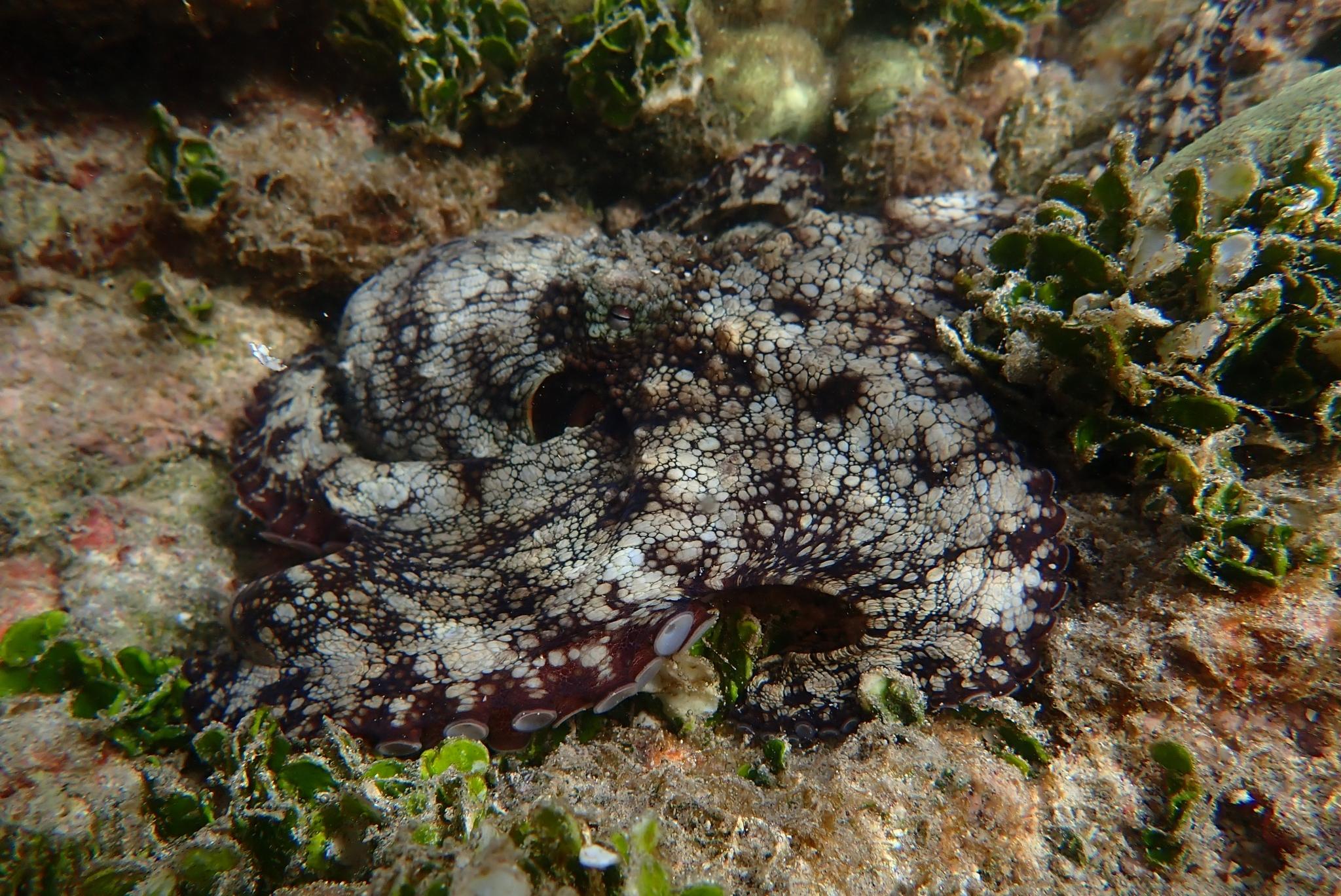 Pulpo de las Galápagos
