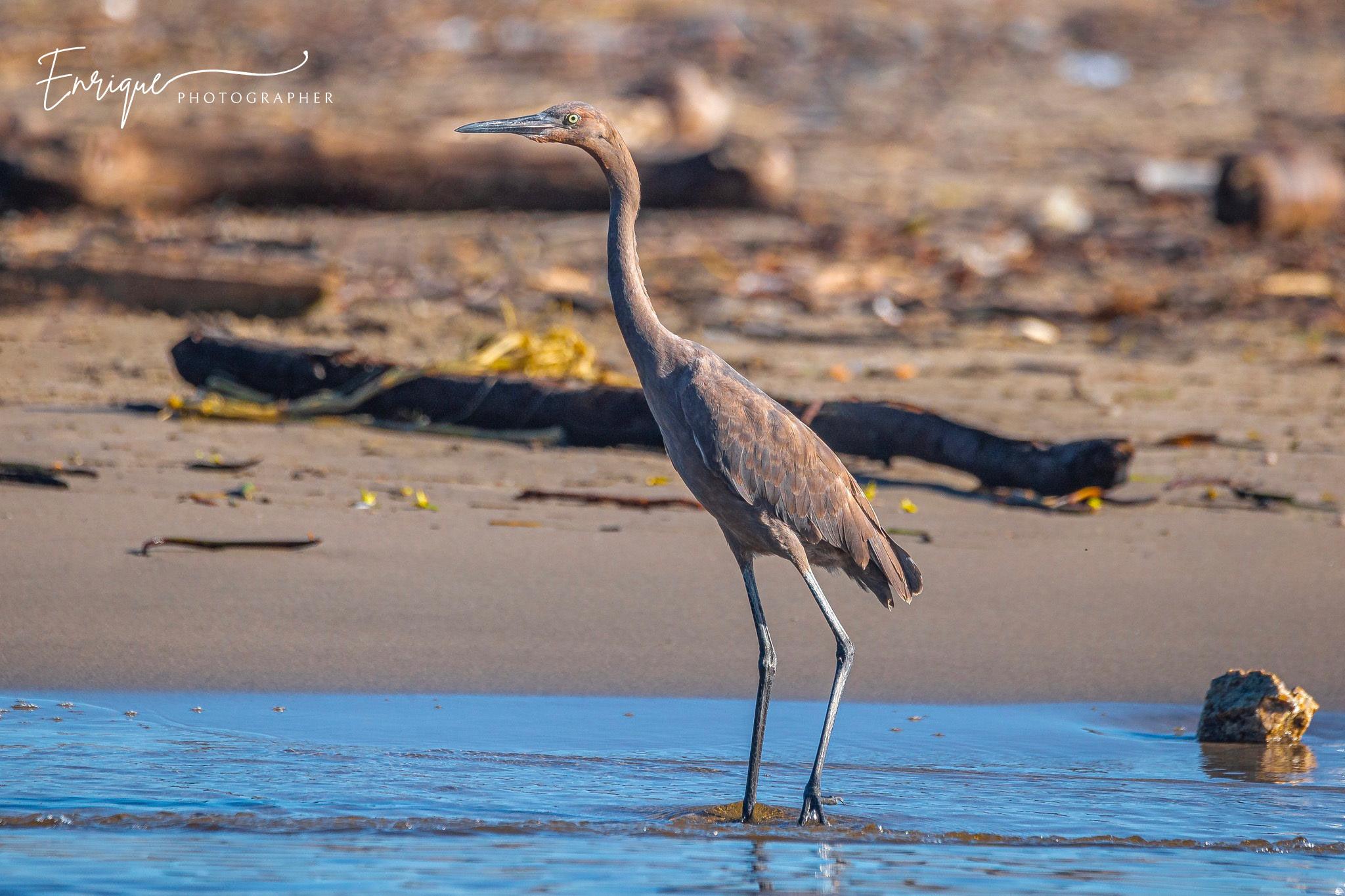 Reddish Egret