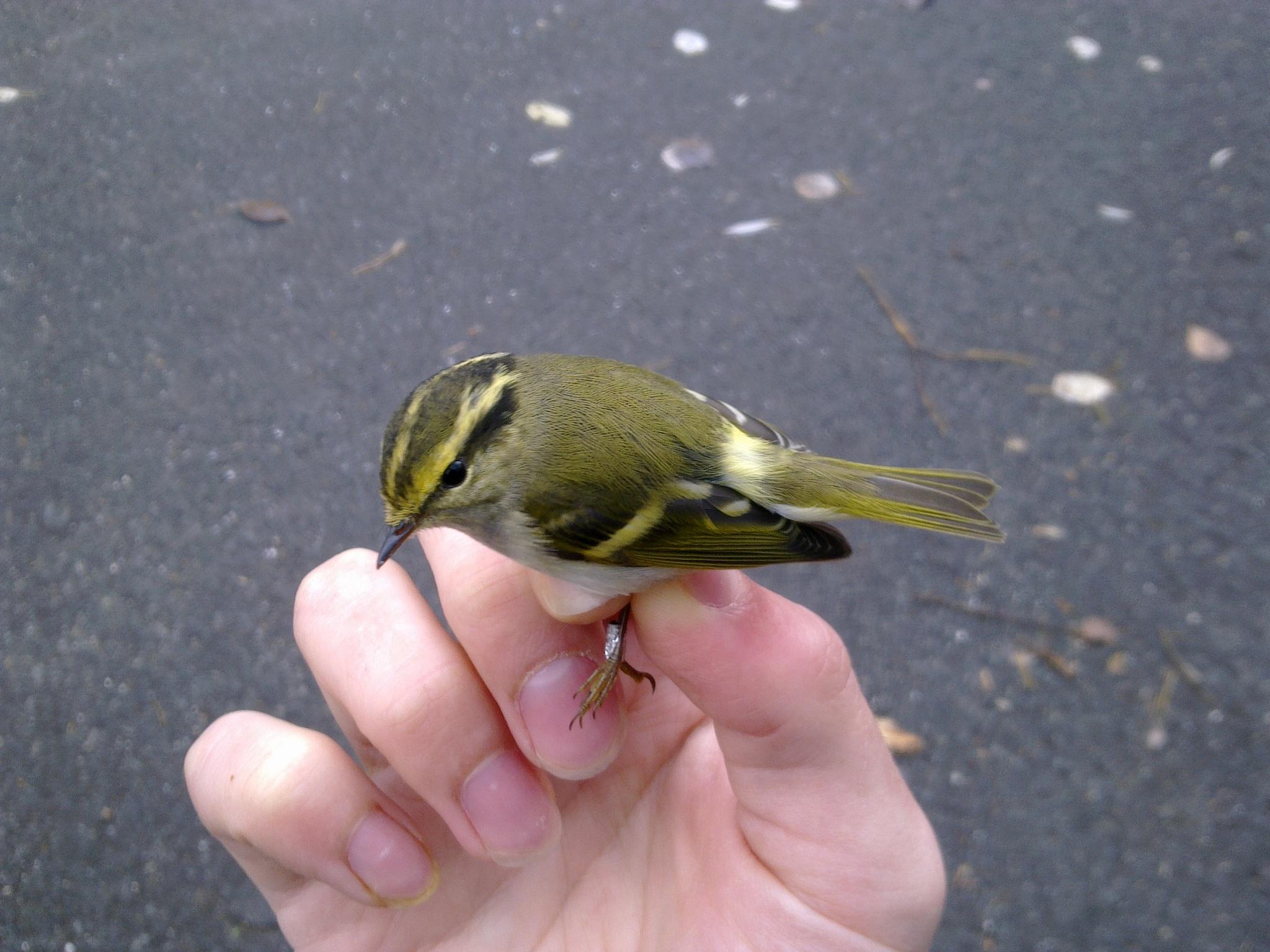 mosquitero de Pallas