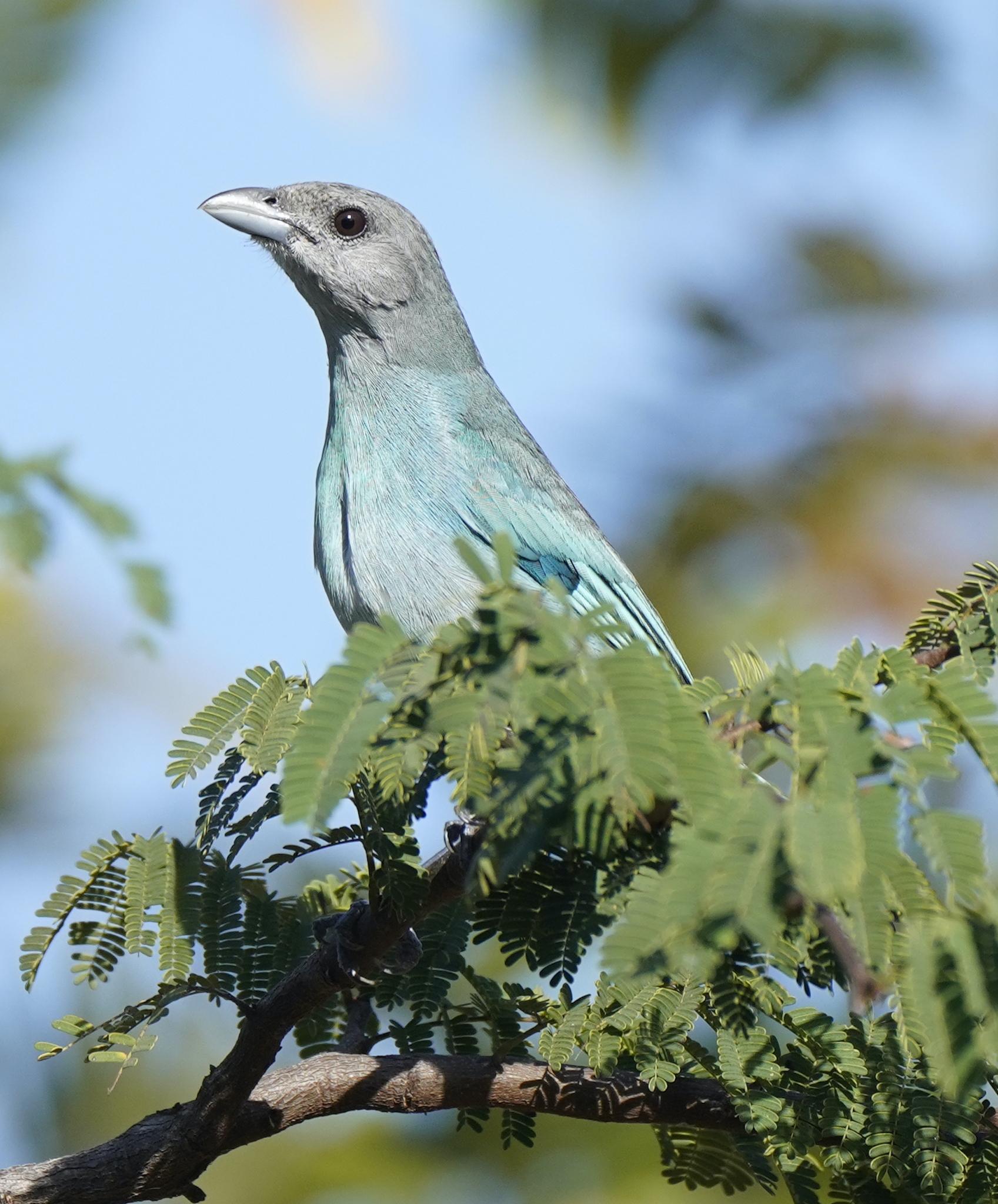 Glaucous Tanager
