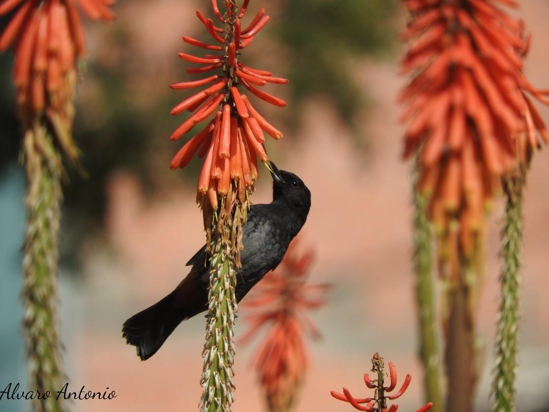 Gray-bellied Flowerpiercer
