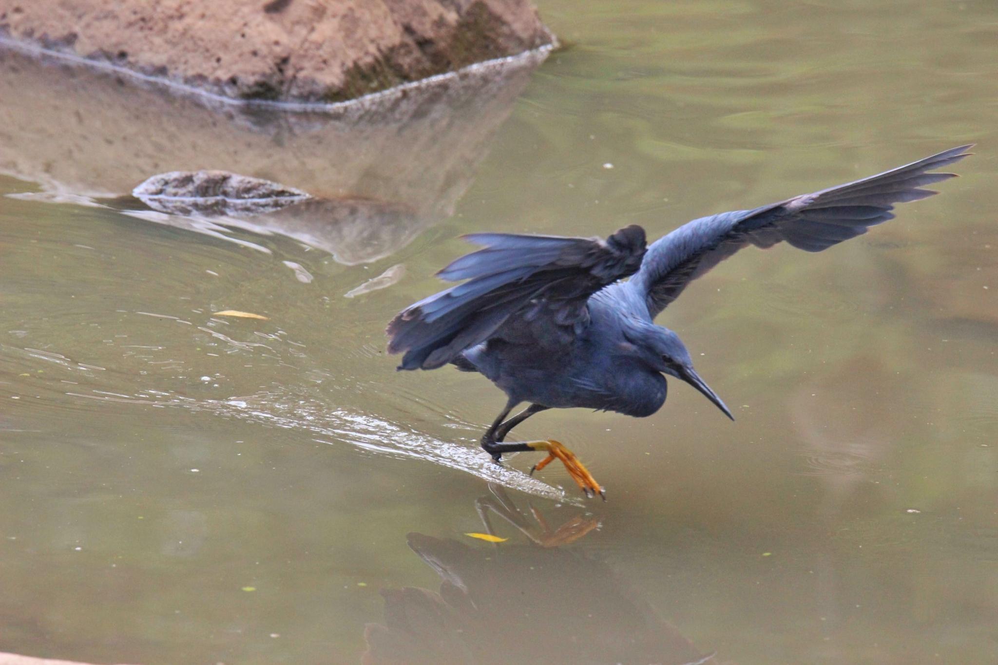 Black Heron