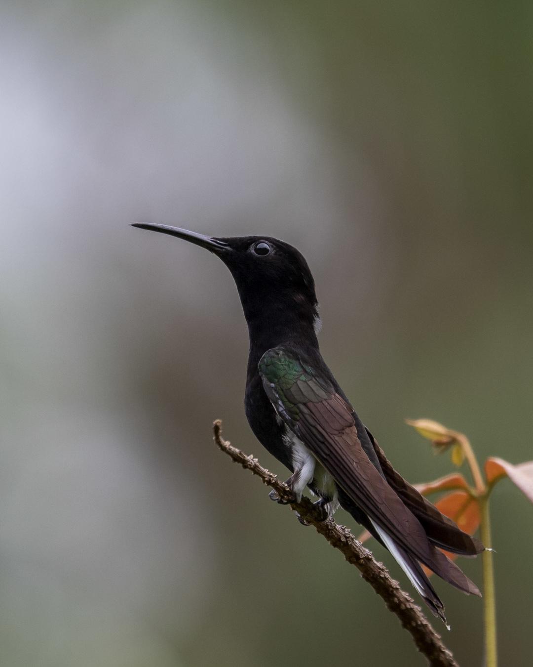 Black Jacobin
