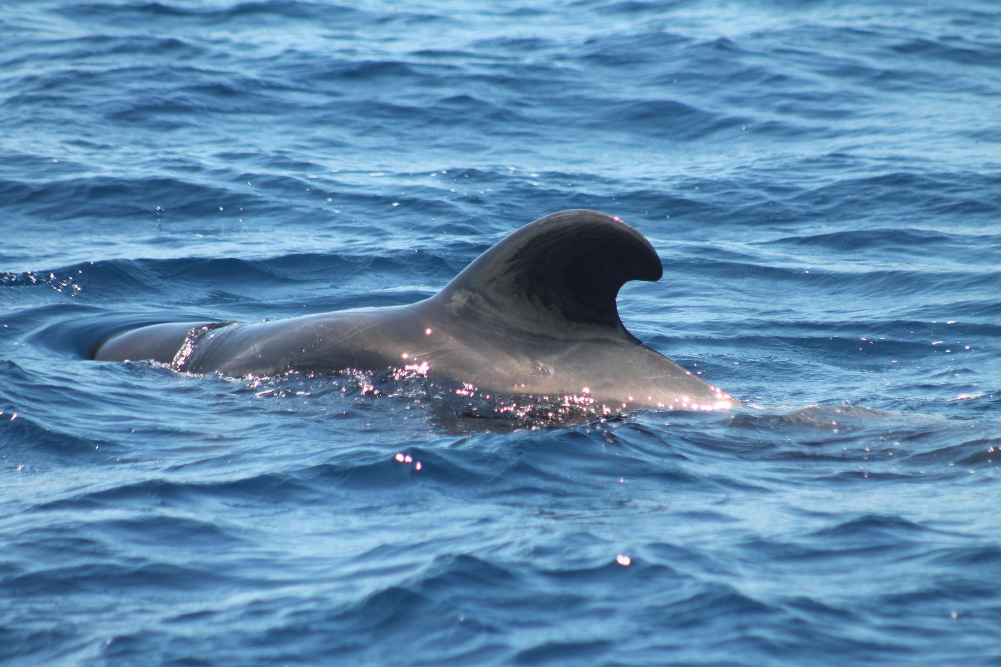 Ballena piloto