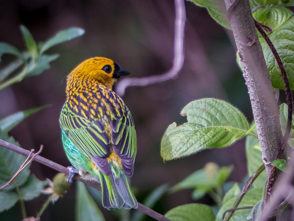 Gilt-edged Tanager