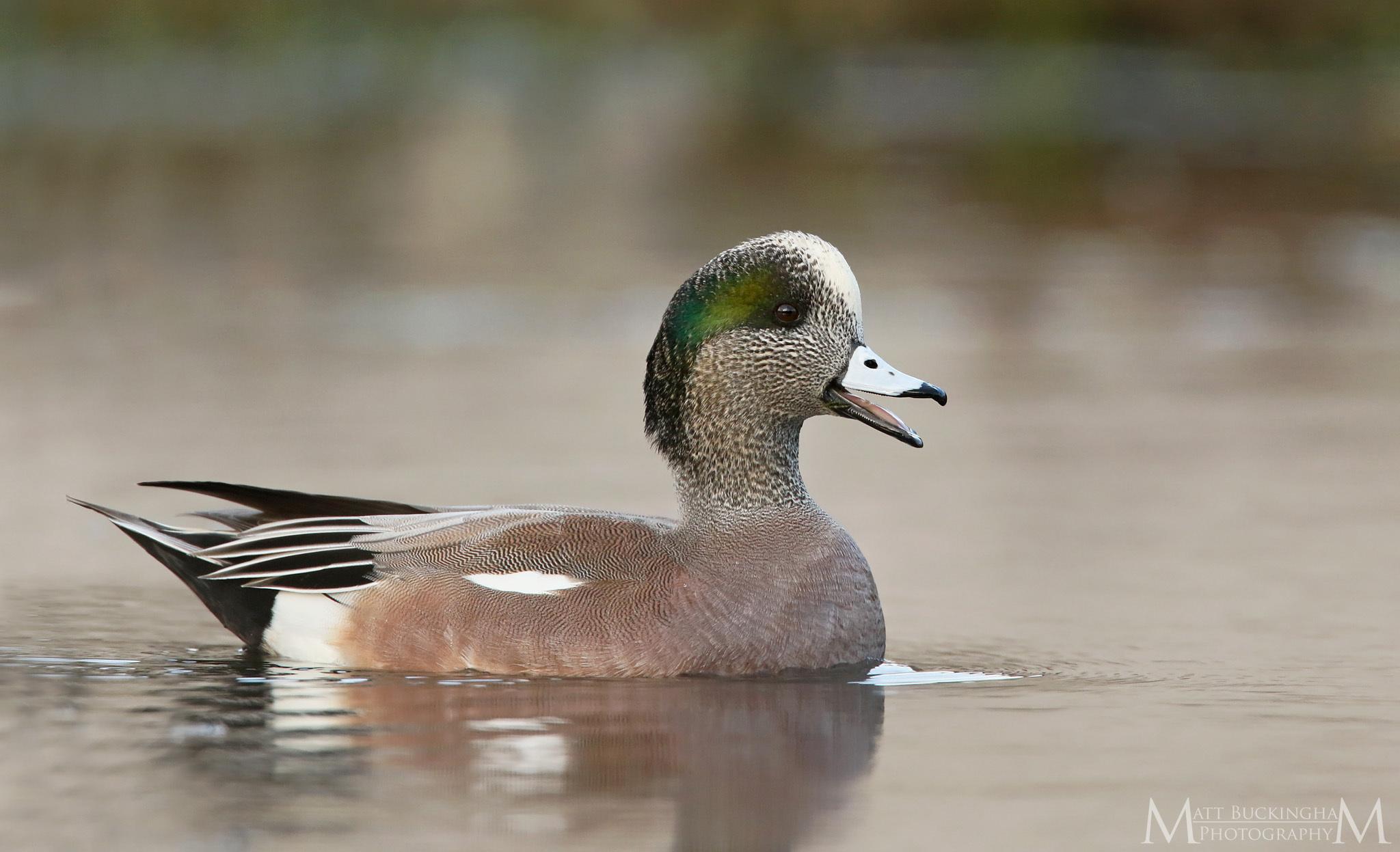 Pato chalcuán